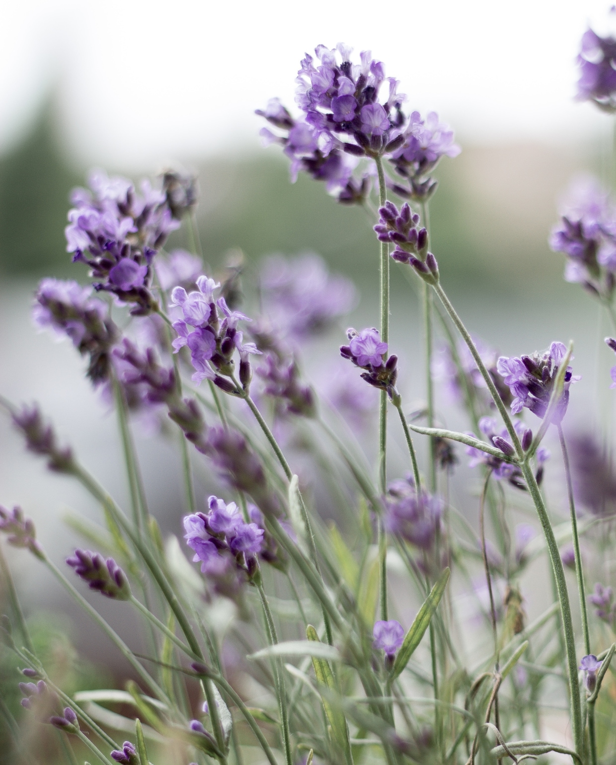 Lavendel Canva