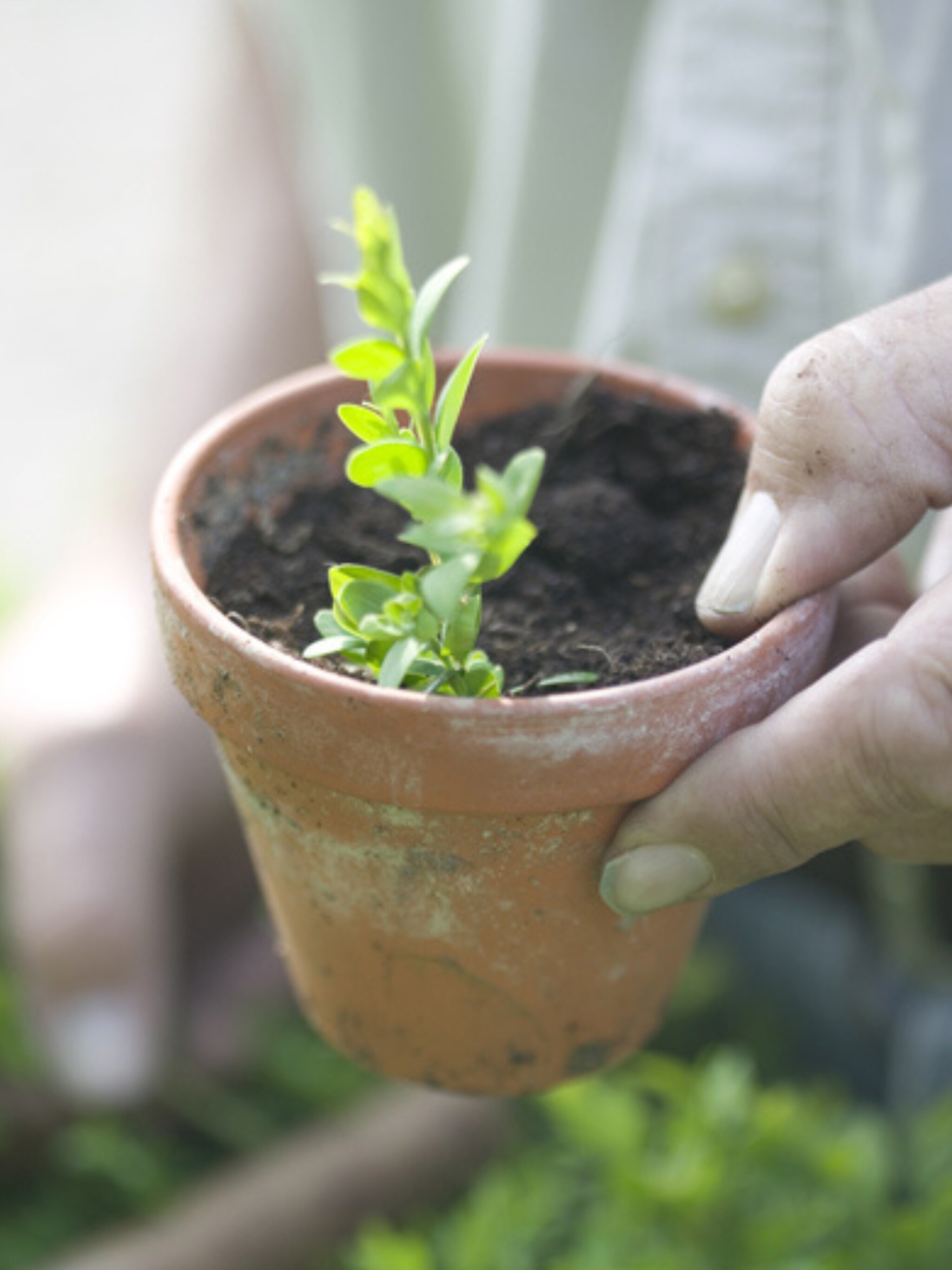 tips voor heesters stekken