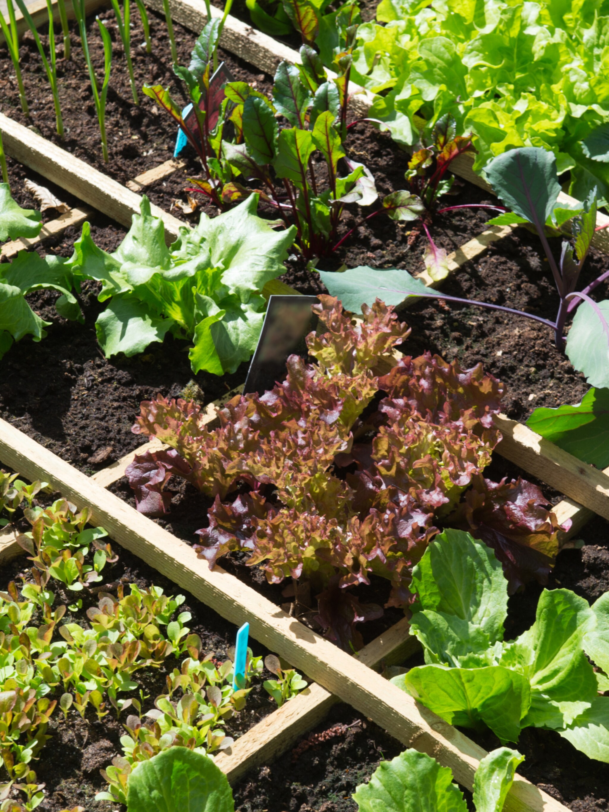 tips voor een moestuinbak zelf maken