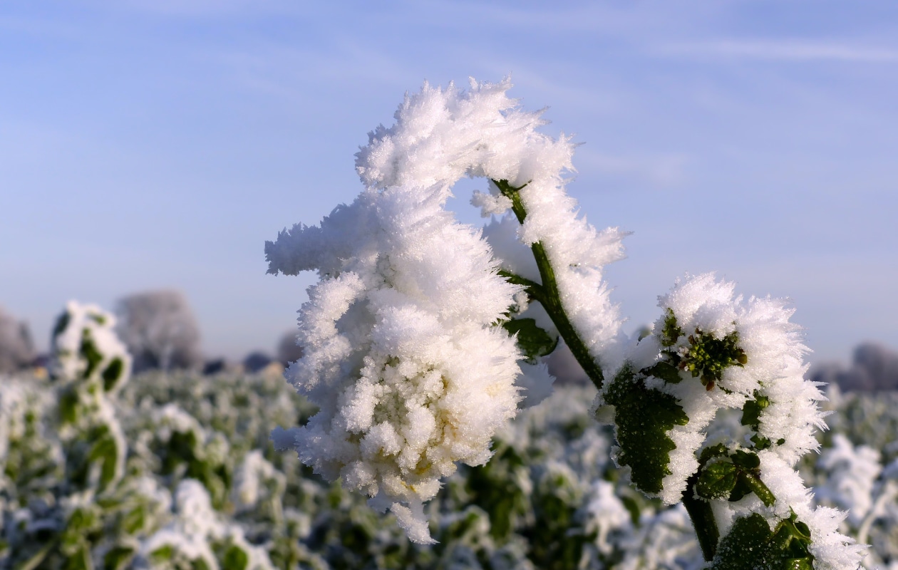 Tips en tricks bij vorstschade aan tuinplanten Unsplash