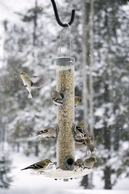 Vogels voeren