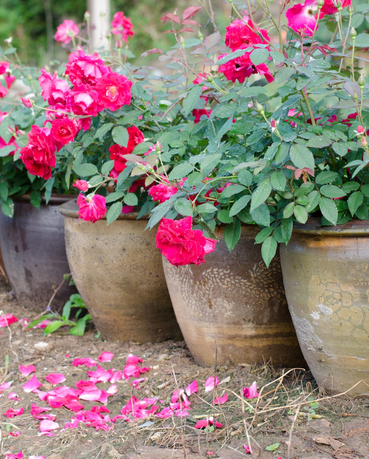 Rozen in een pot planten: zo blijven ze mooi Canva