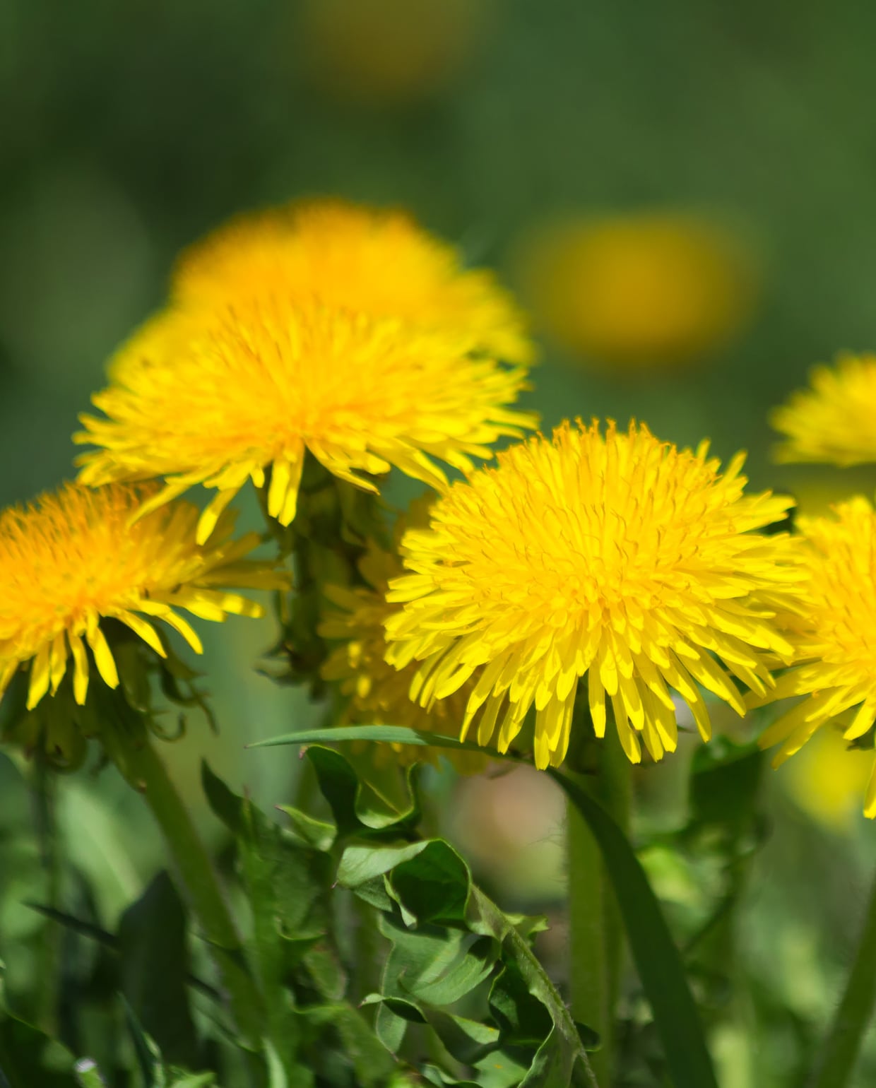 Paardenbloemen Canva
