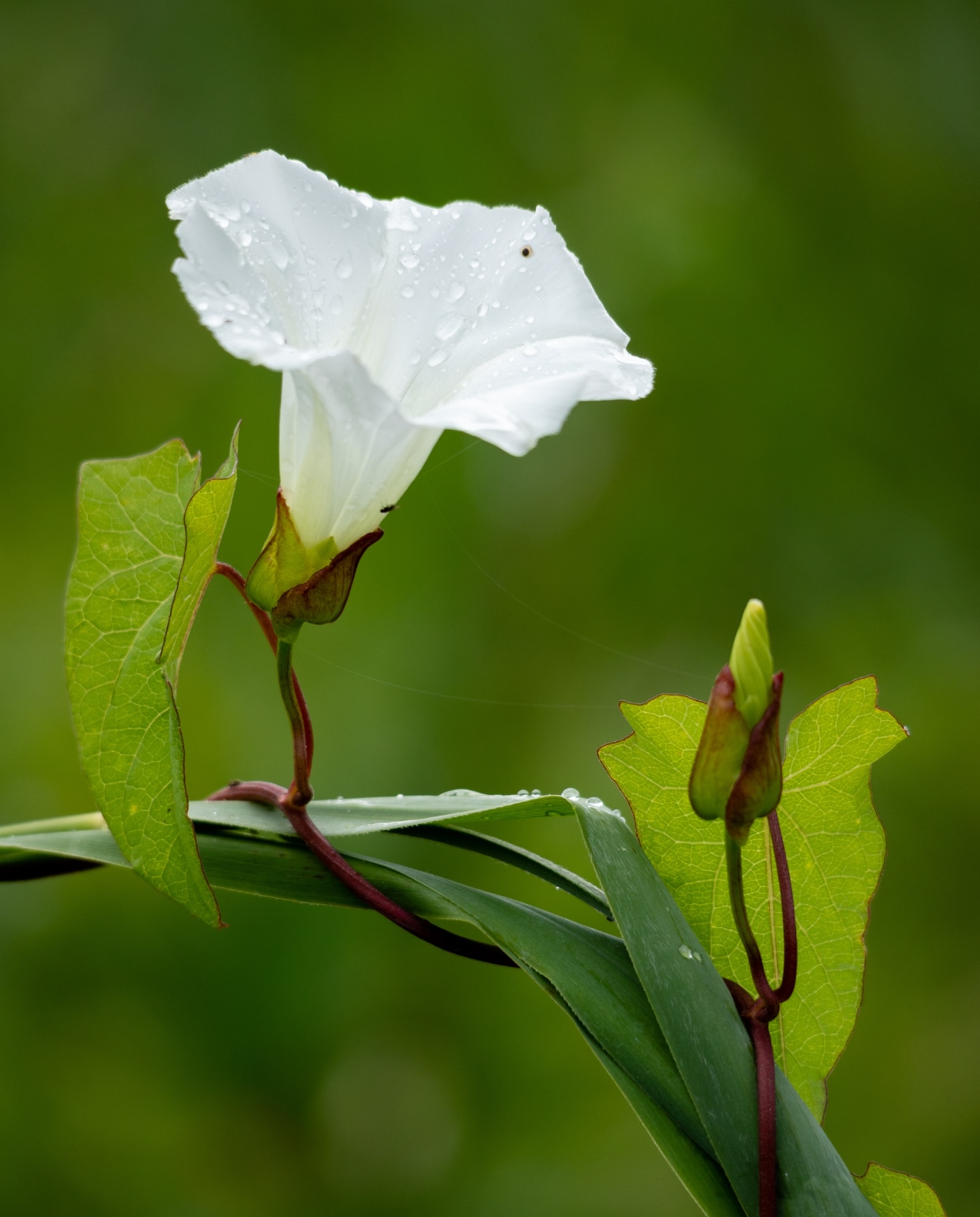 Haagwinde Canva