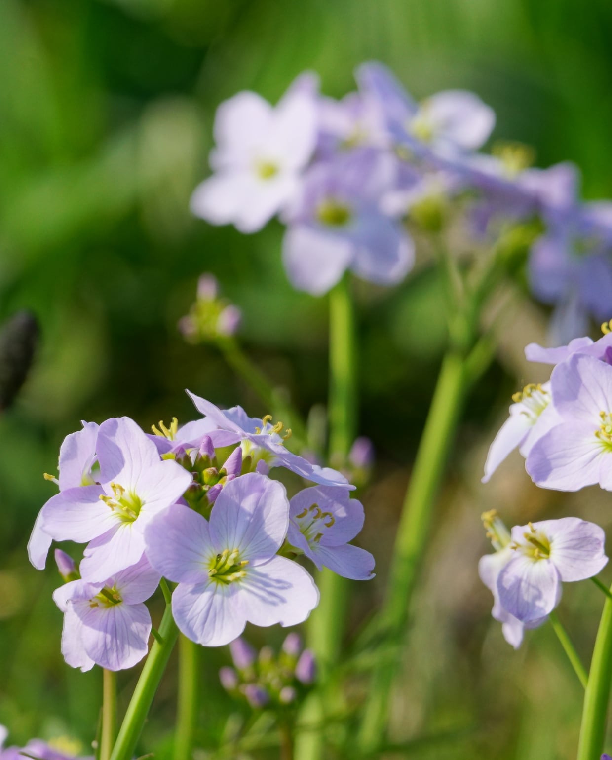 Dagkoekoeksbloem Canva