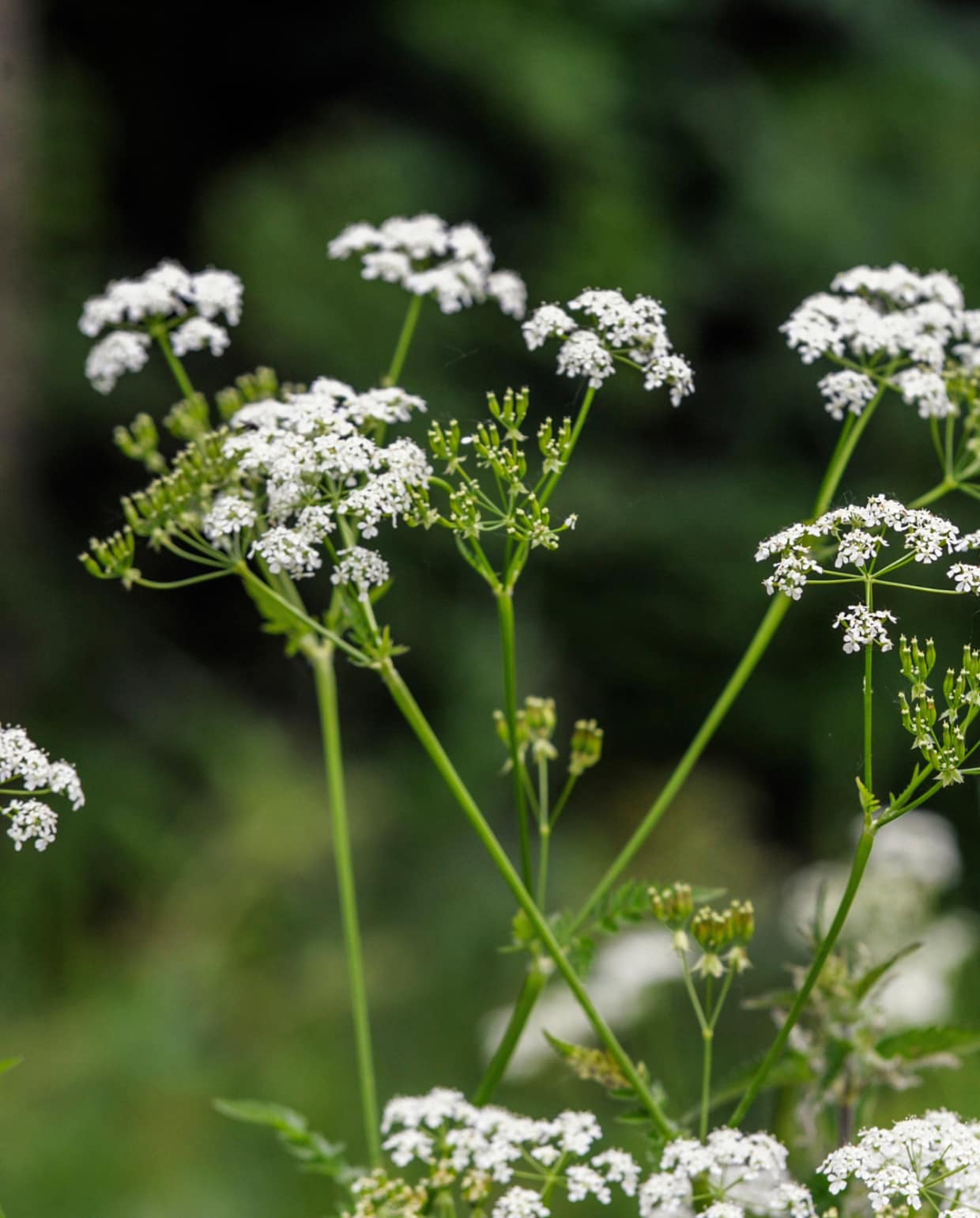 Fluitenkruid Canva