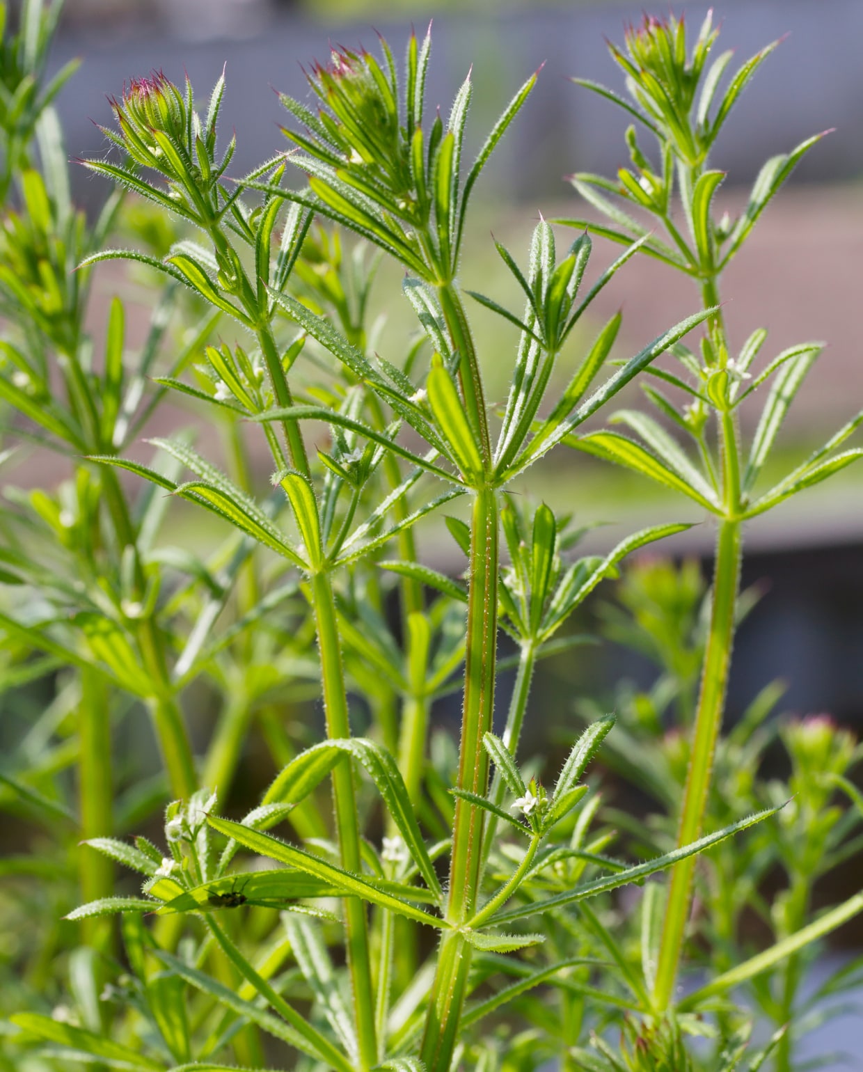 Kleefkruid Canva