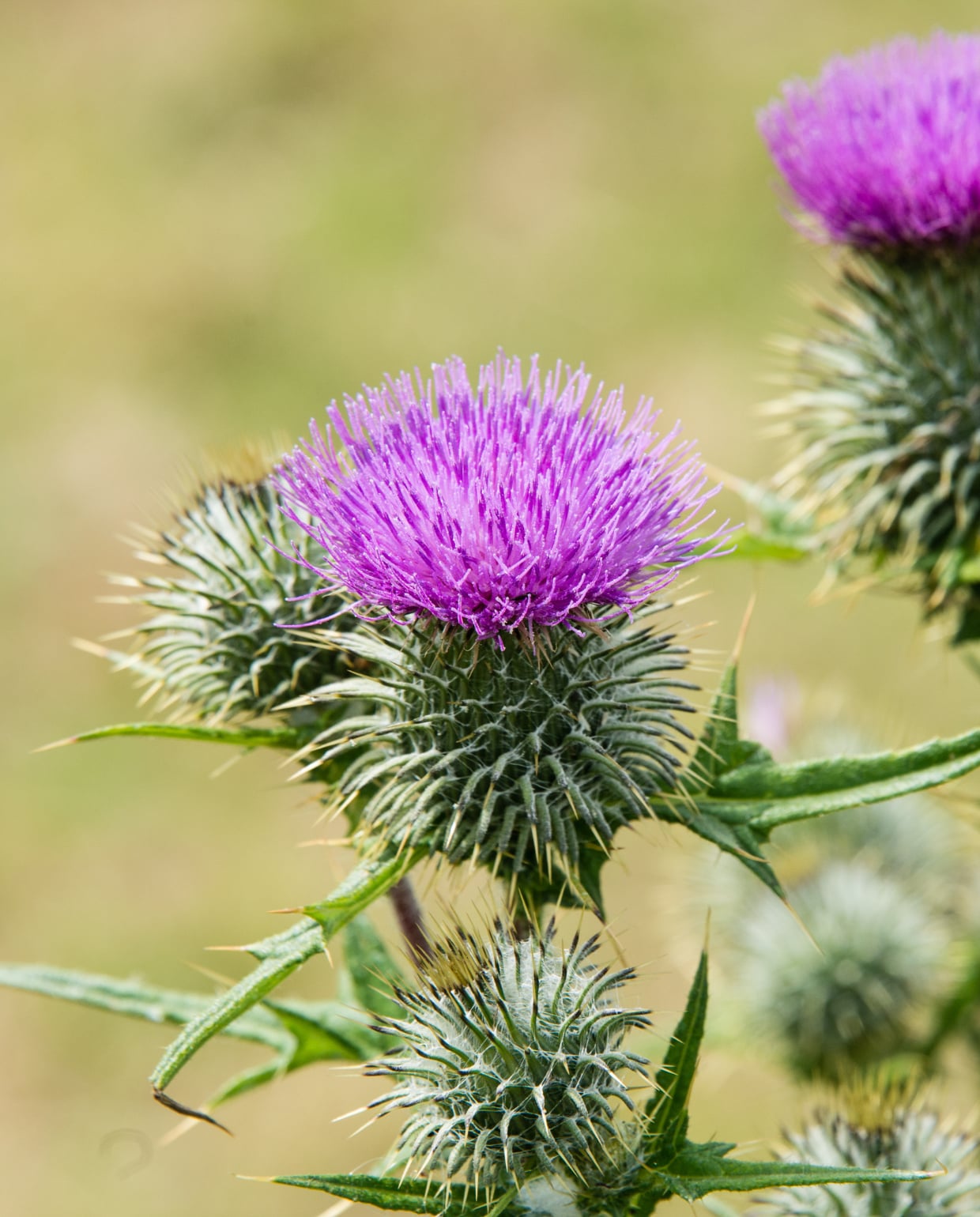 wegdistel Canva