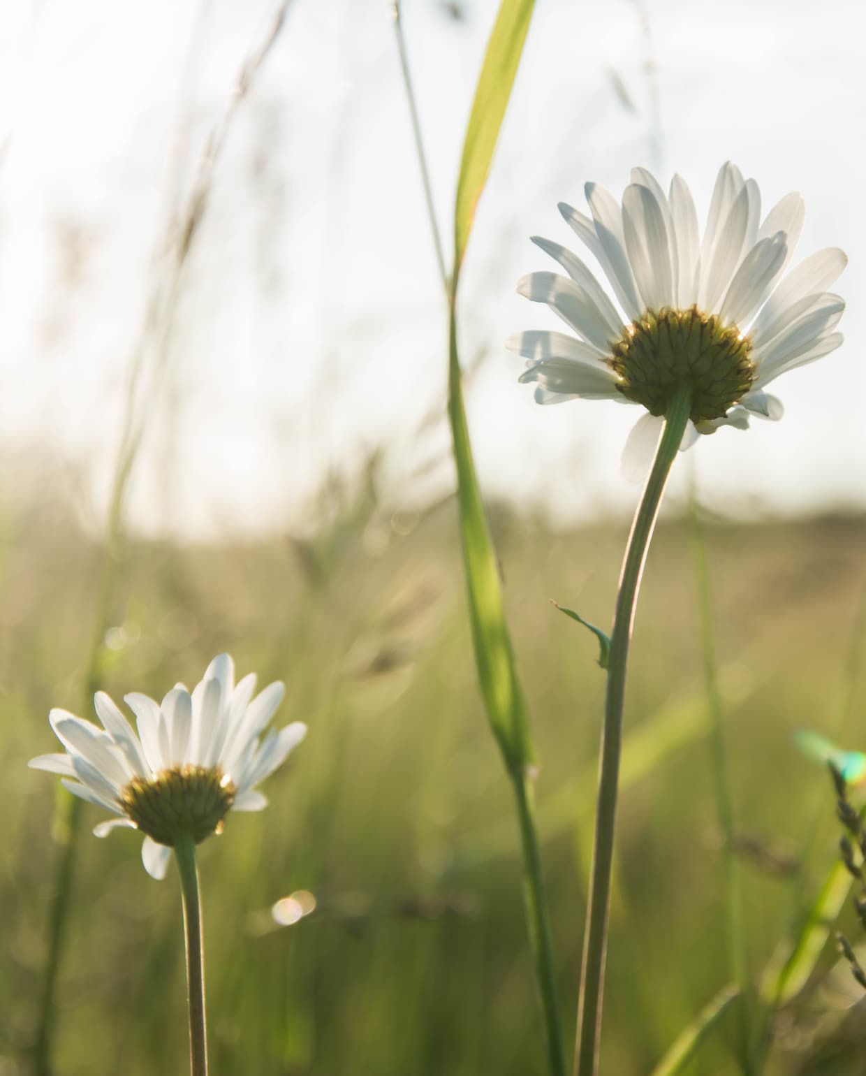 Madelief Canva