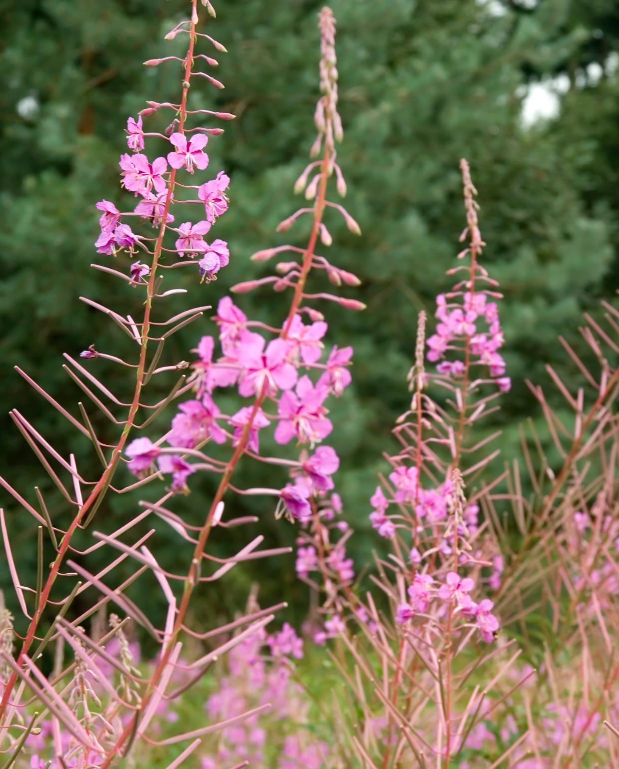 wilgenroosje Canva
