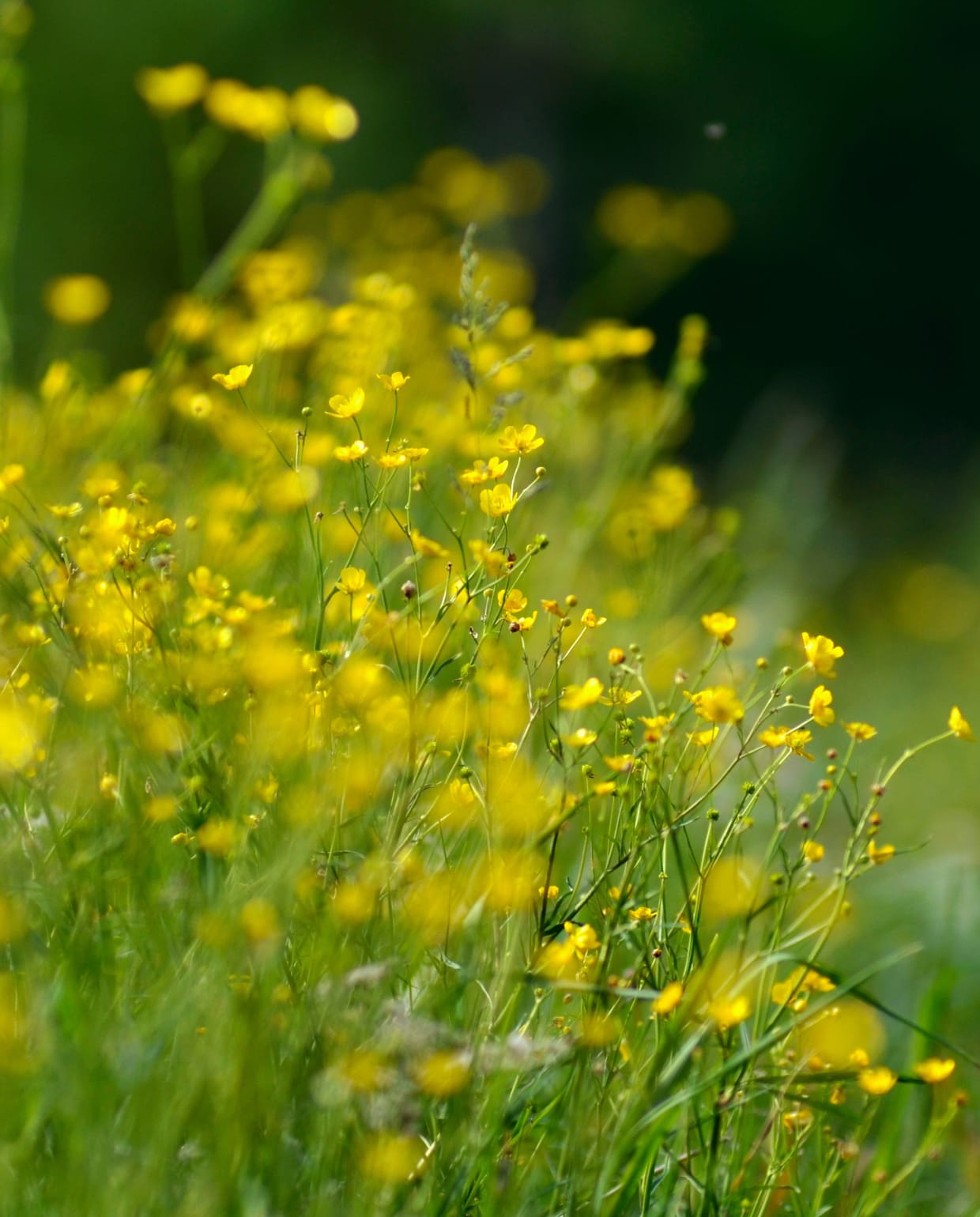 kruipende boterbloem Canva