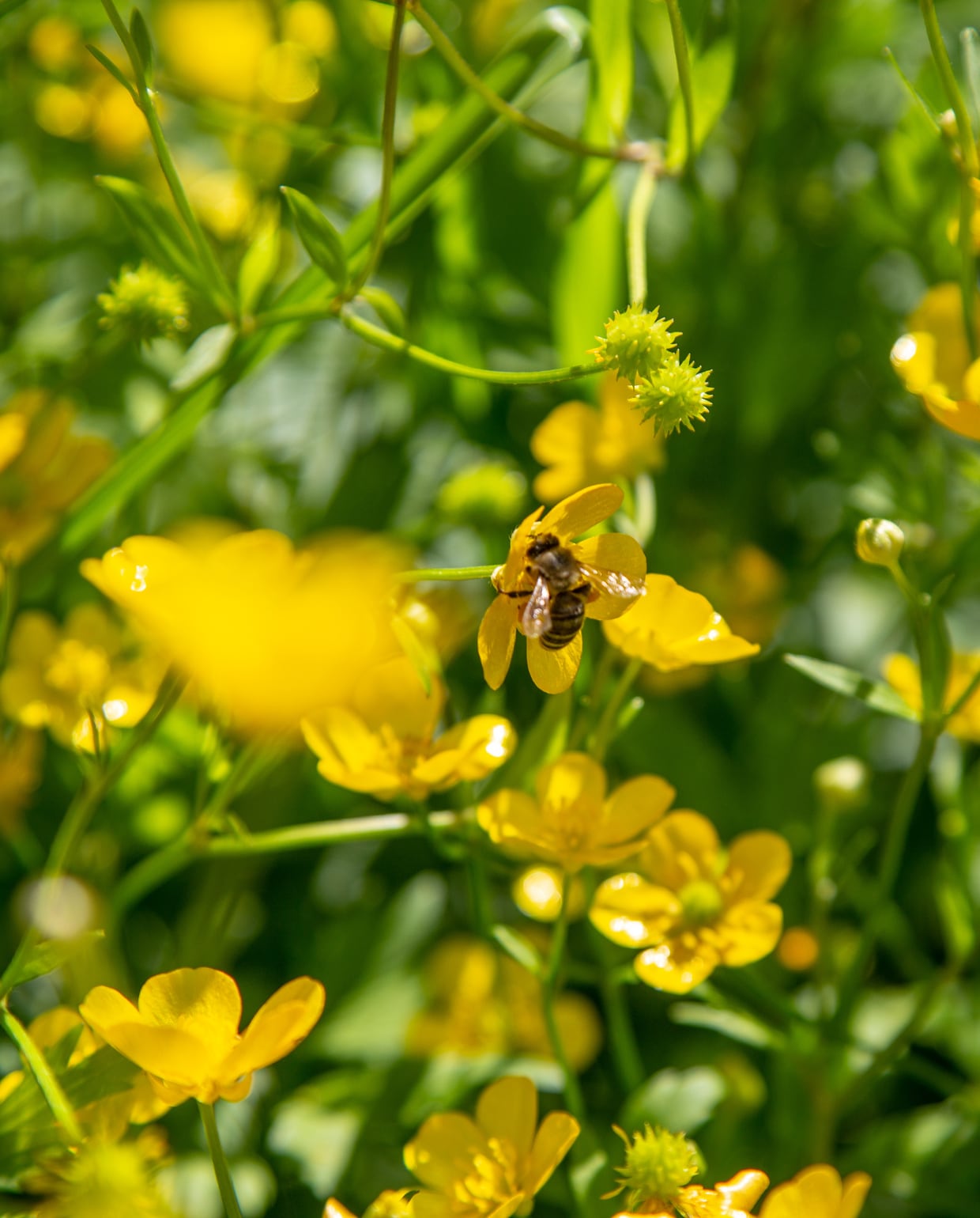 Boterbloem Canva