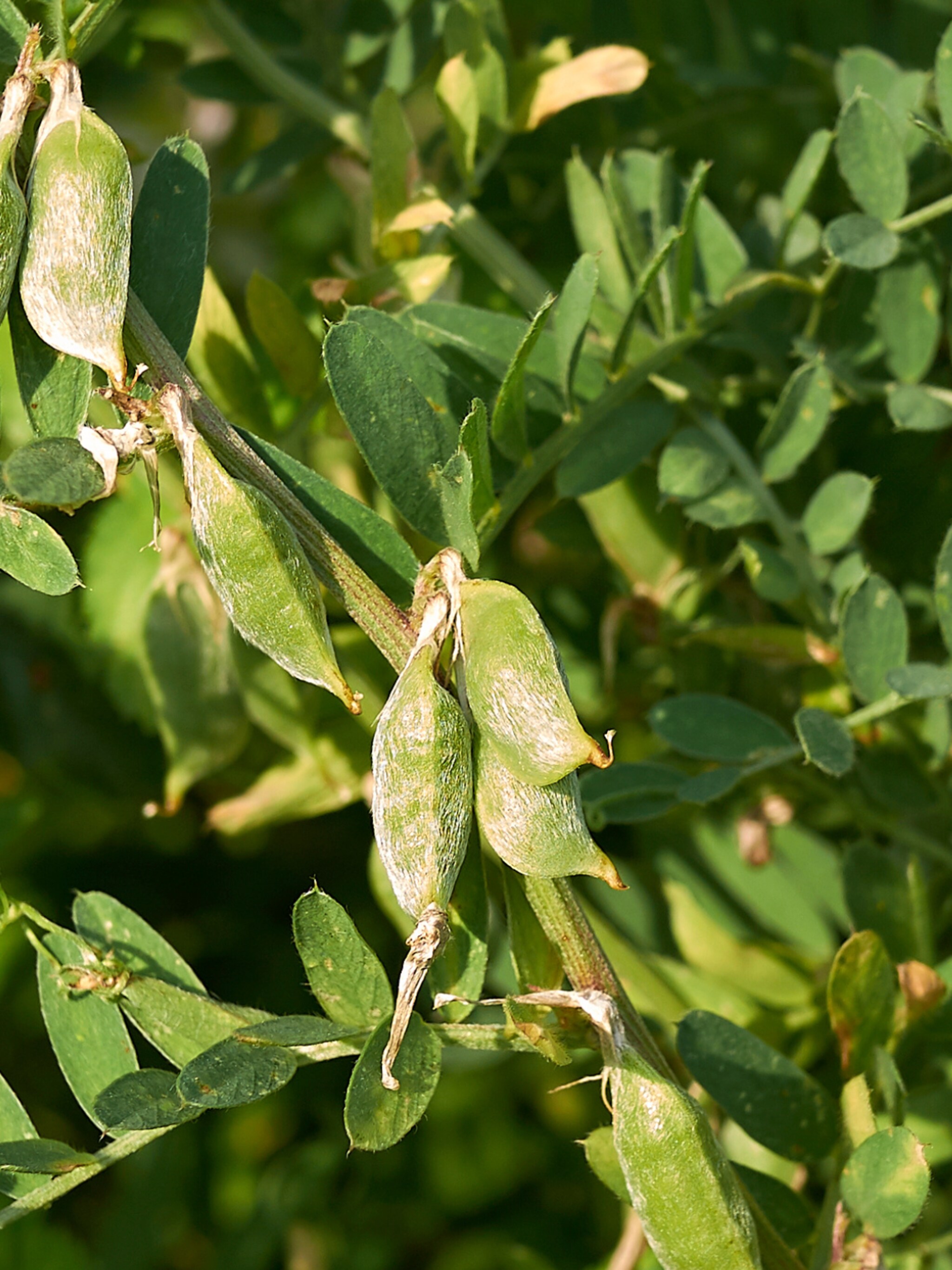 tips voor zelf tuinbonen kweken