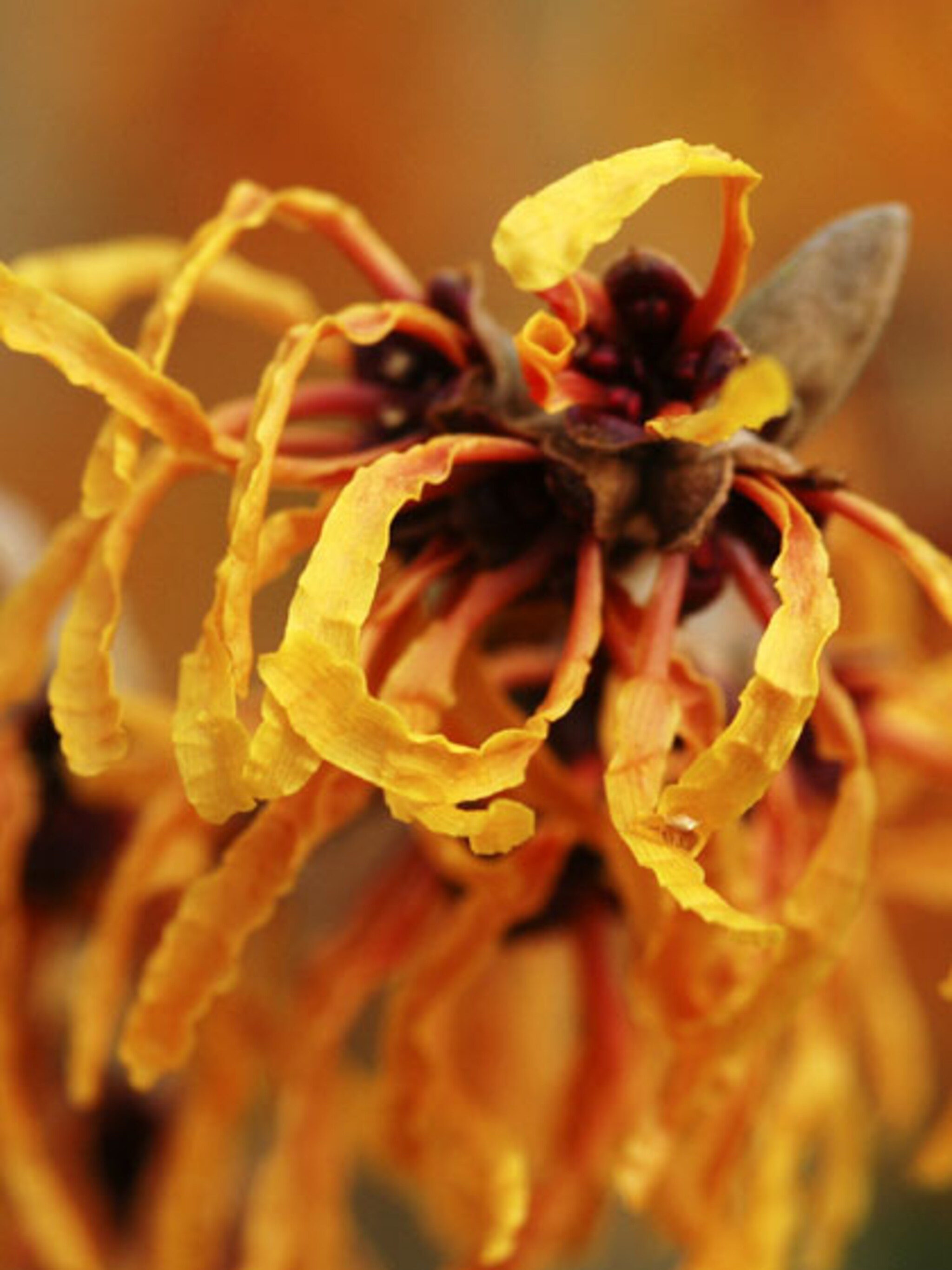 hamamelis snoeien