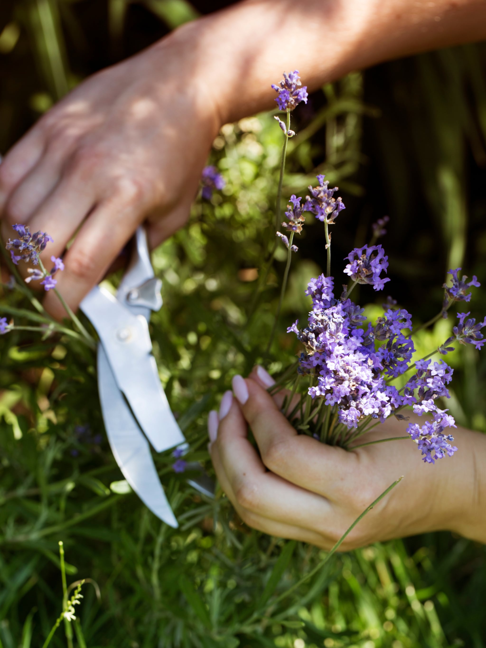 hoe en wanneer lavendel snoeien