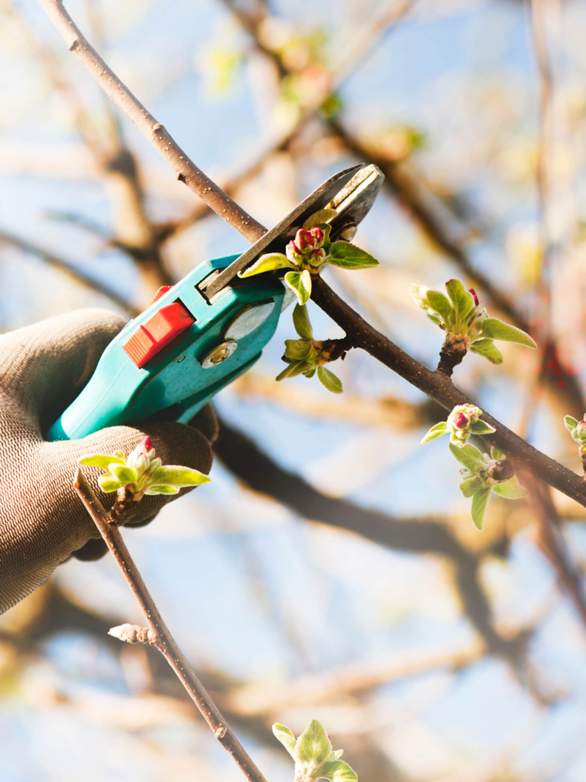 fruitboom snoeien pitvruchtbomen en steenvruchtbomen