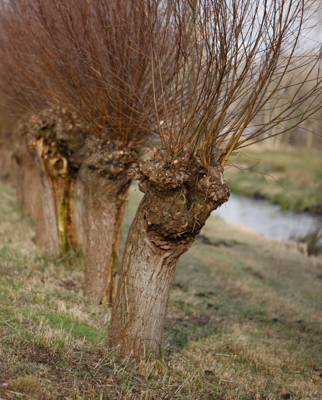 De knotwilg Unsplash