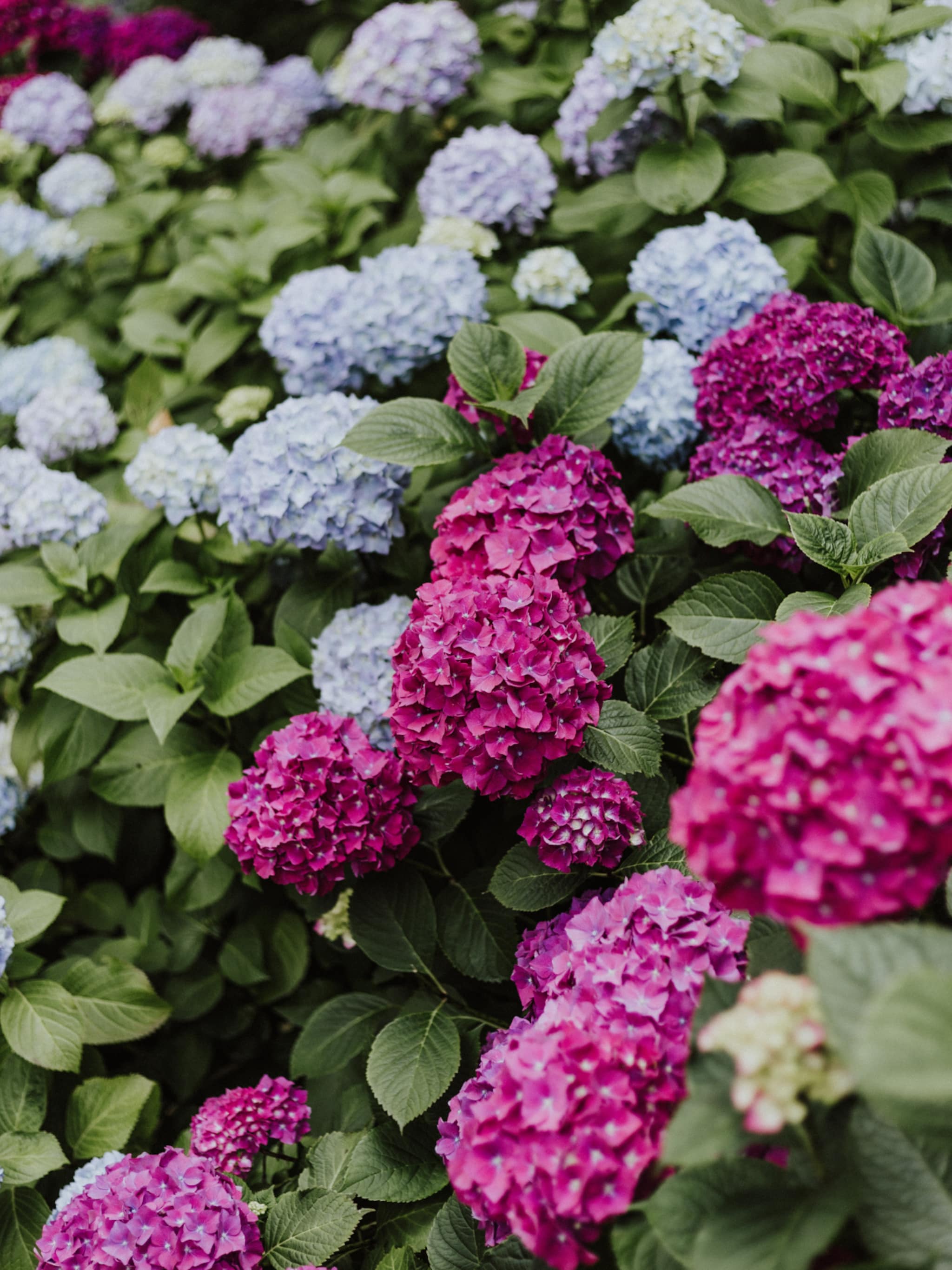 welke soorten hortensia s zijn er