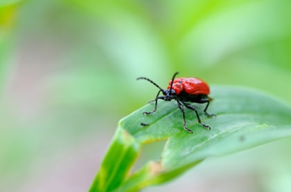 leliehaantje insect Leliehaantje