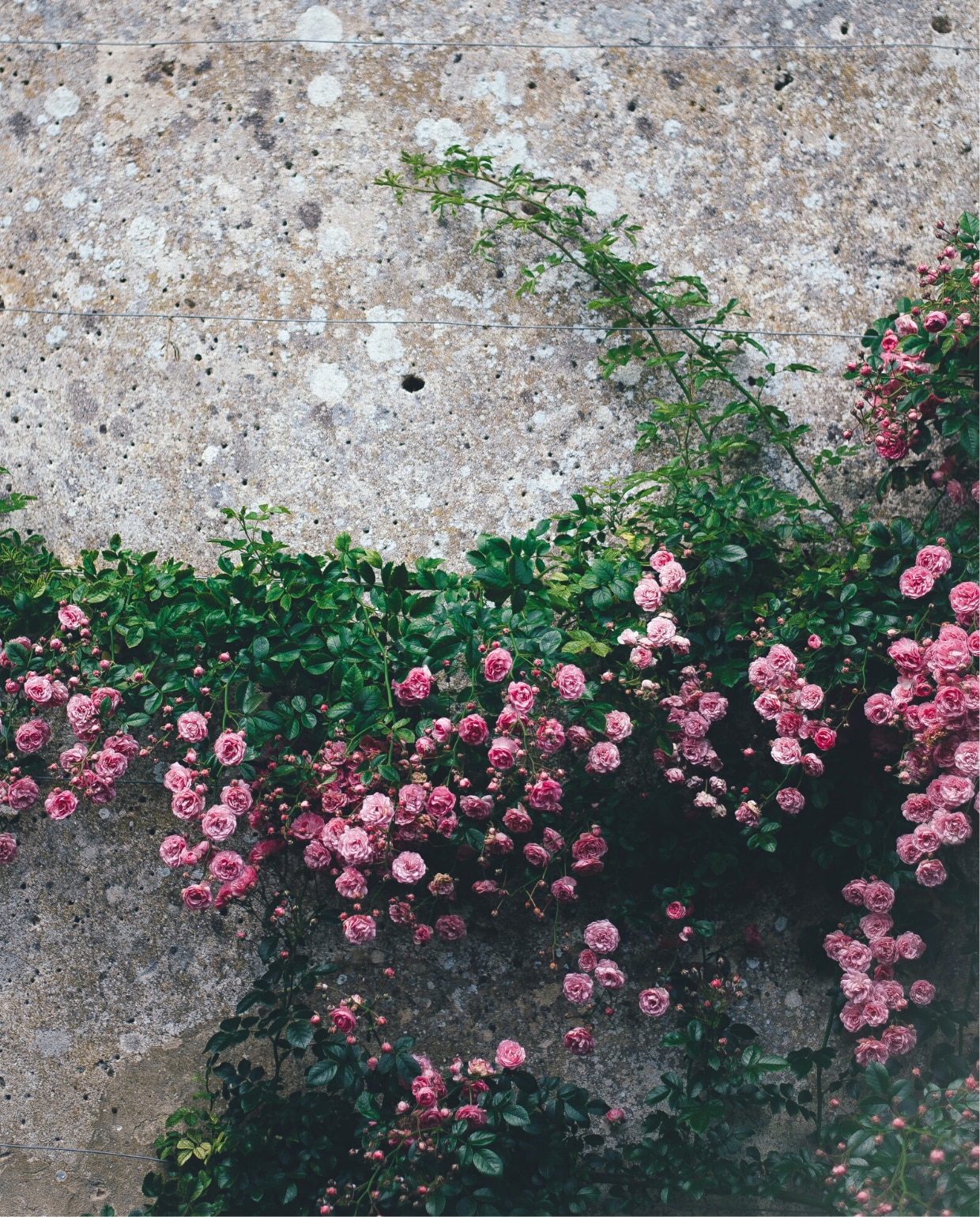 Alles wat je wilt weten over het planten en verzorgen van klimrozen Unsplash