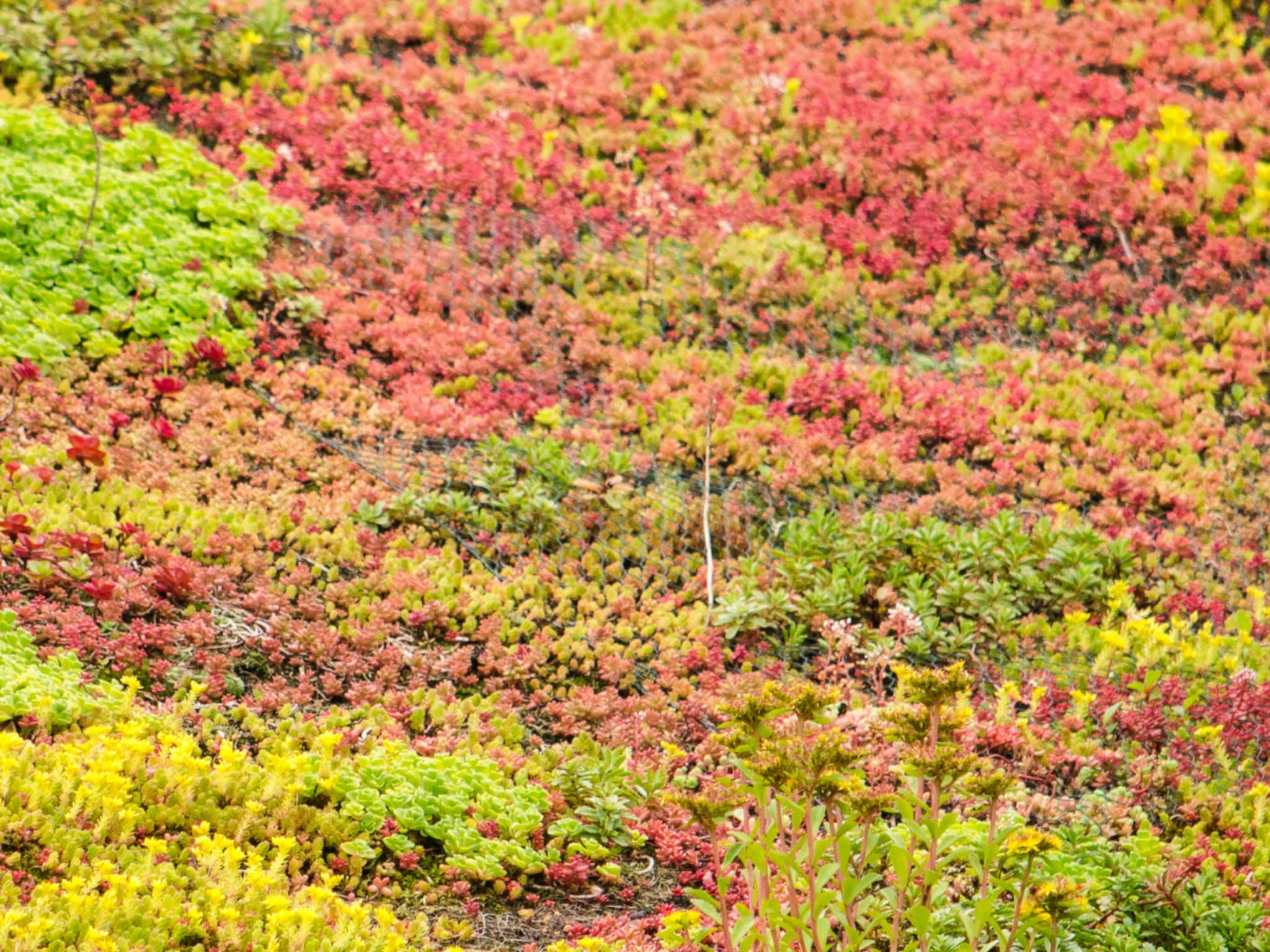 een groen dak aanleggen