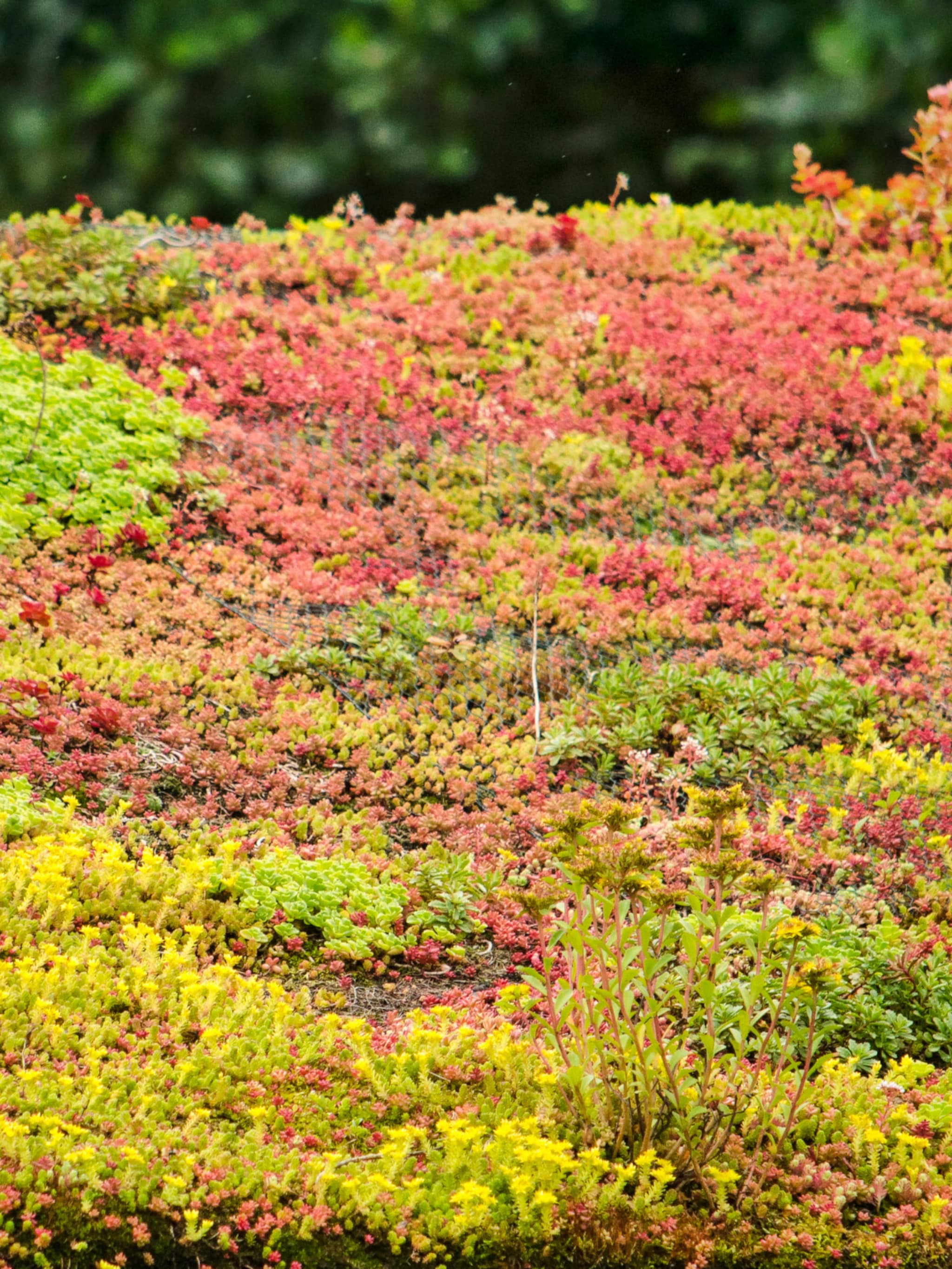 een groen dak aanleggen
