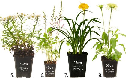 Keine planten Keine planten