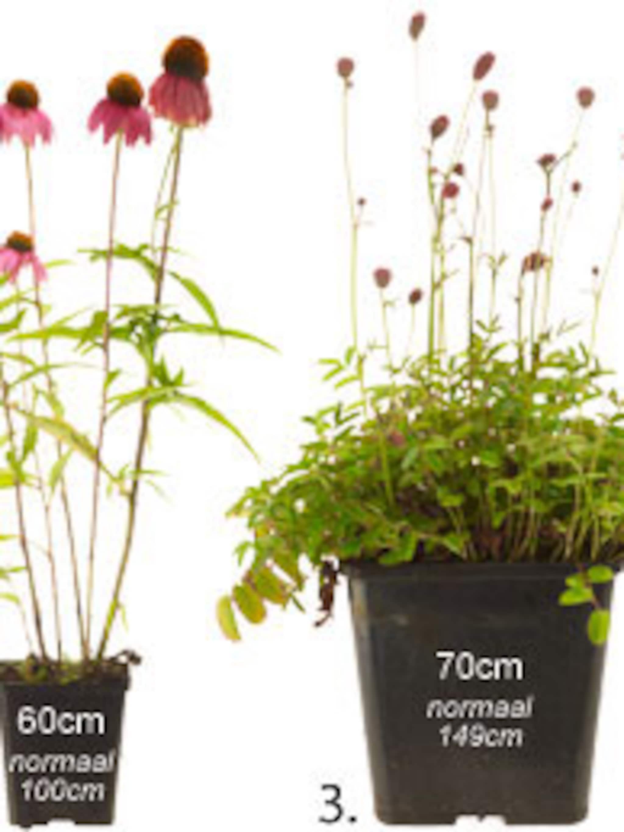 kleine planten