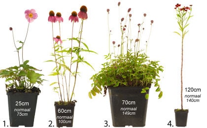 Kleine planten