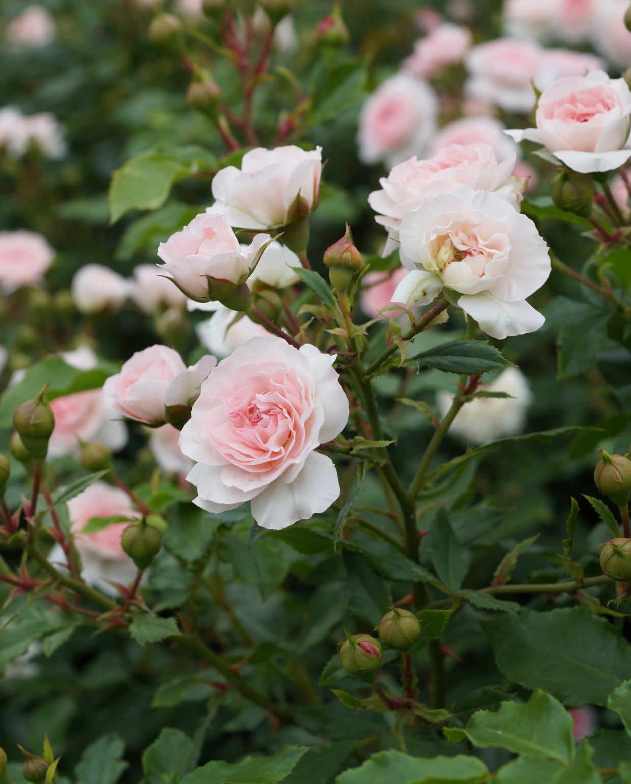 beeld vtwonen NEE | Canva