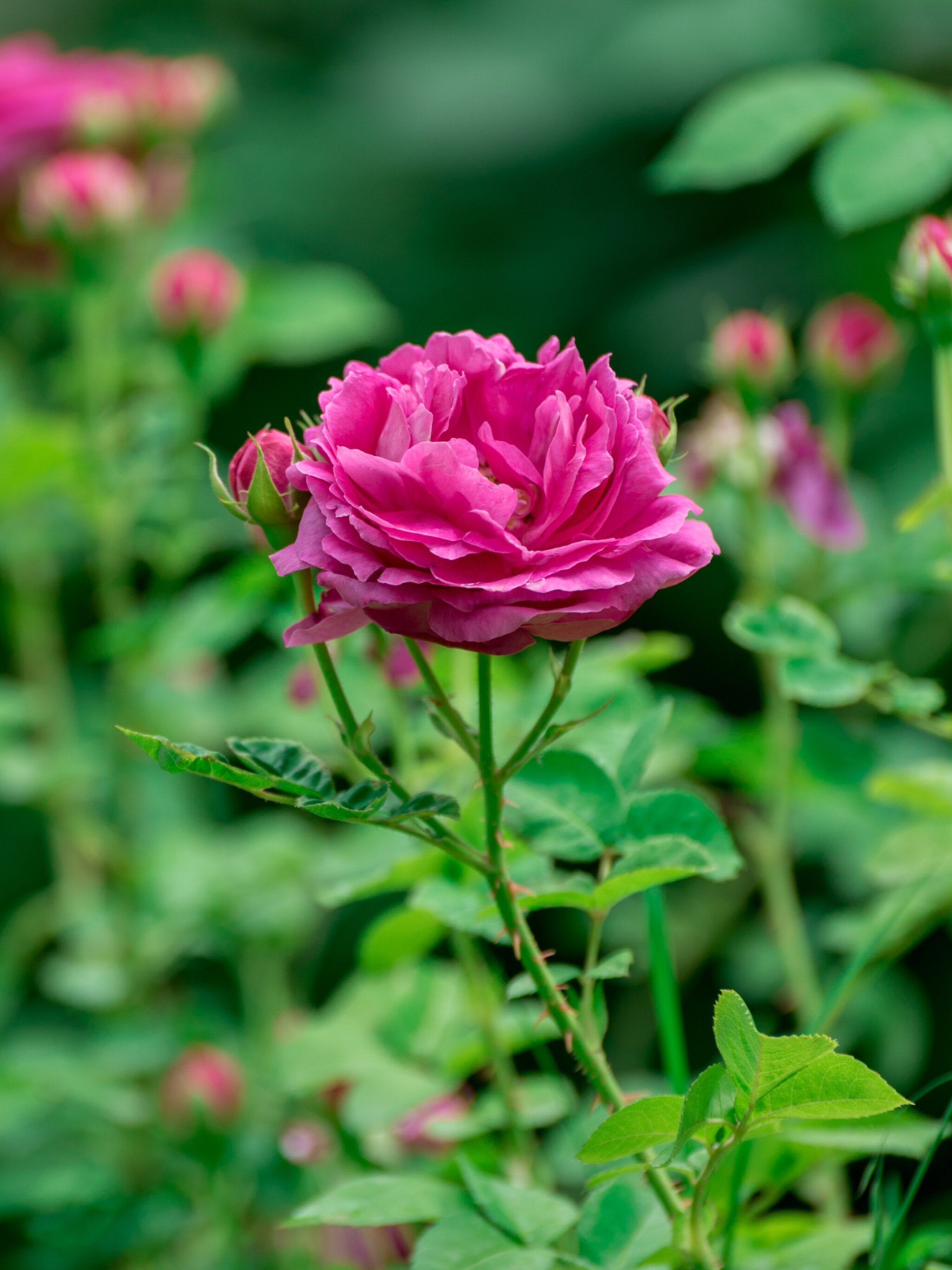 rozen planten in de tuin dit is het moment