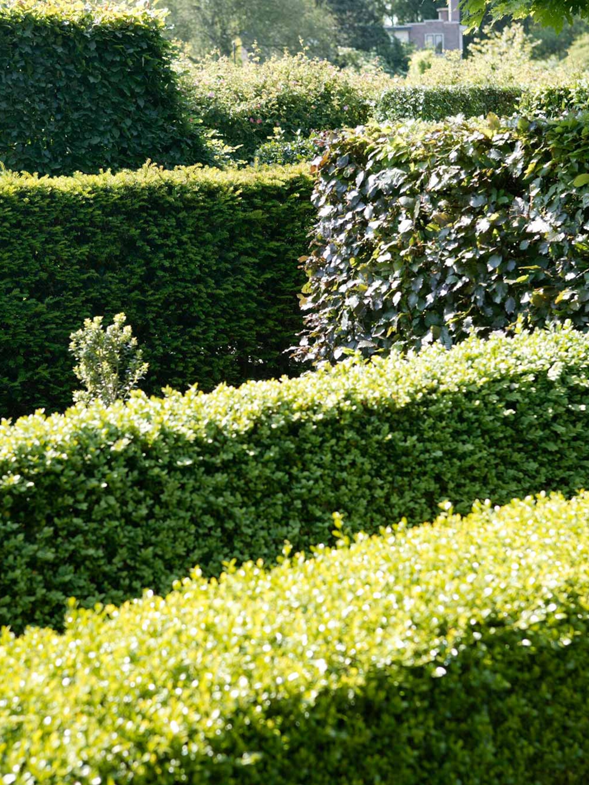 haag planten