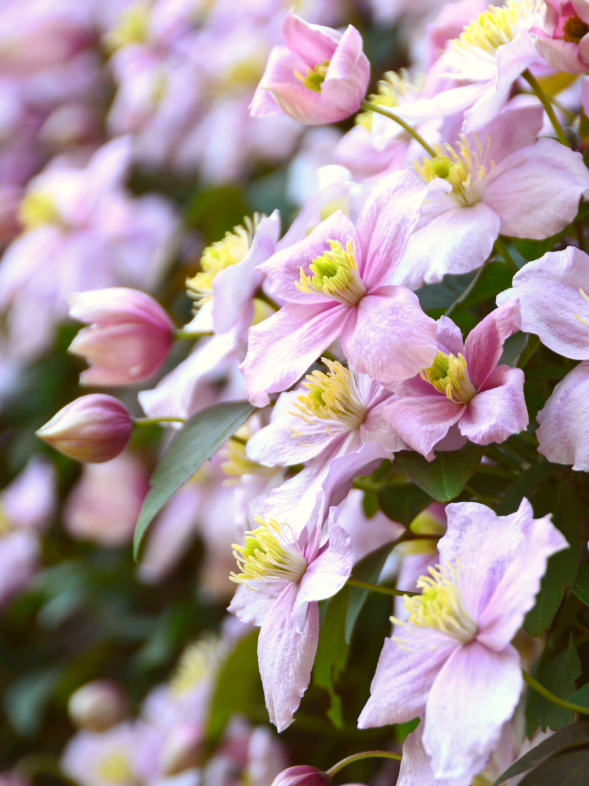 stappenplan voor clematis stekken