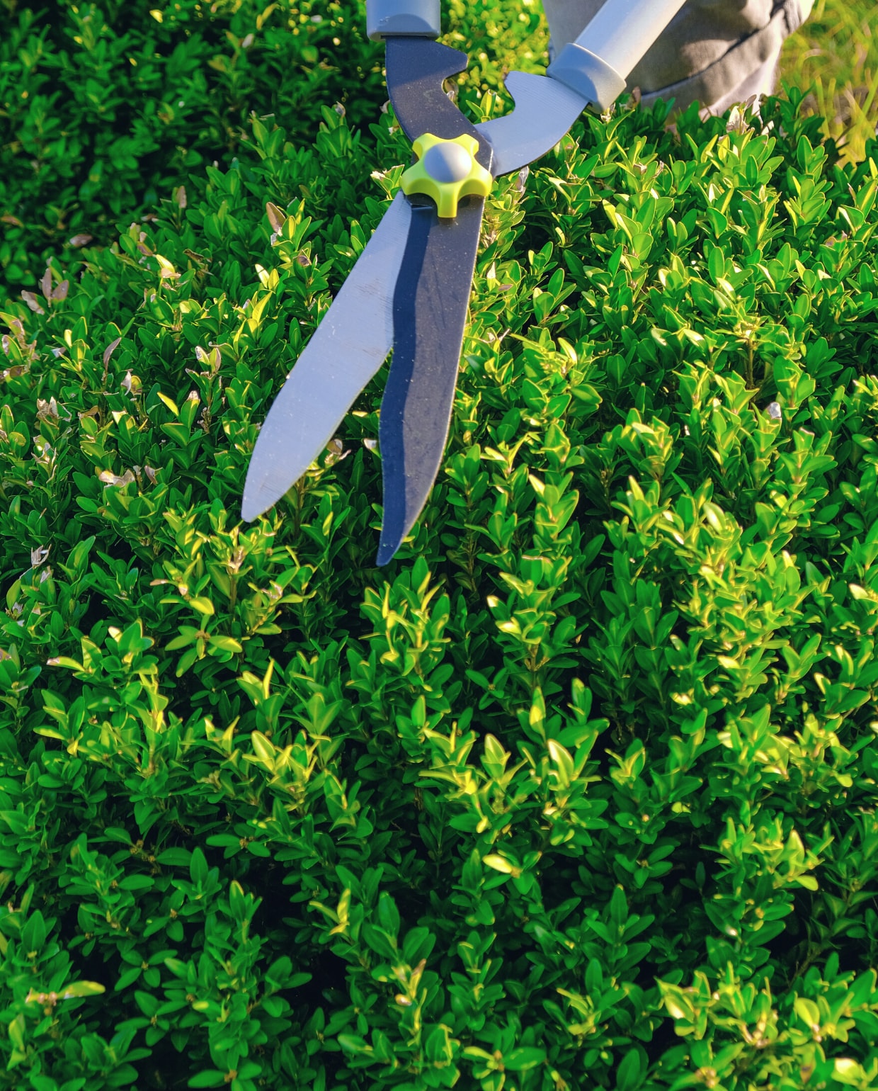 Buxus snoeien. Pixabay