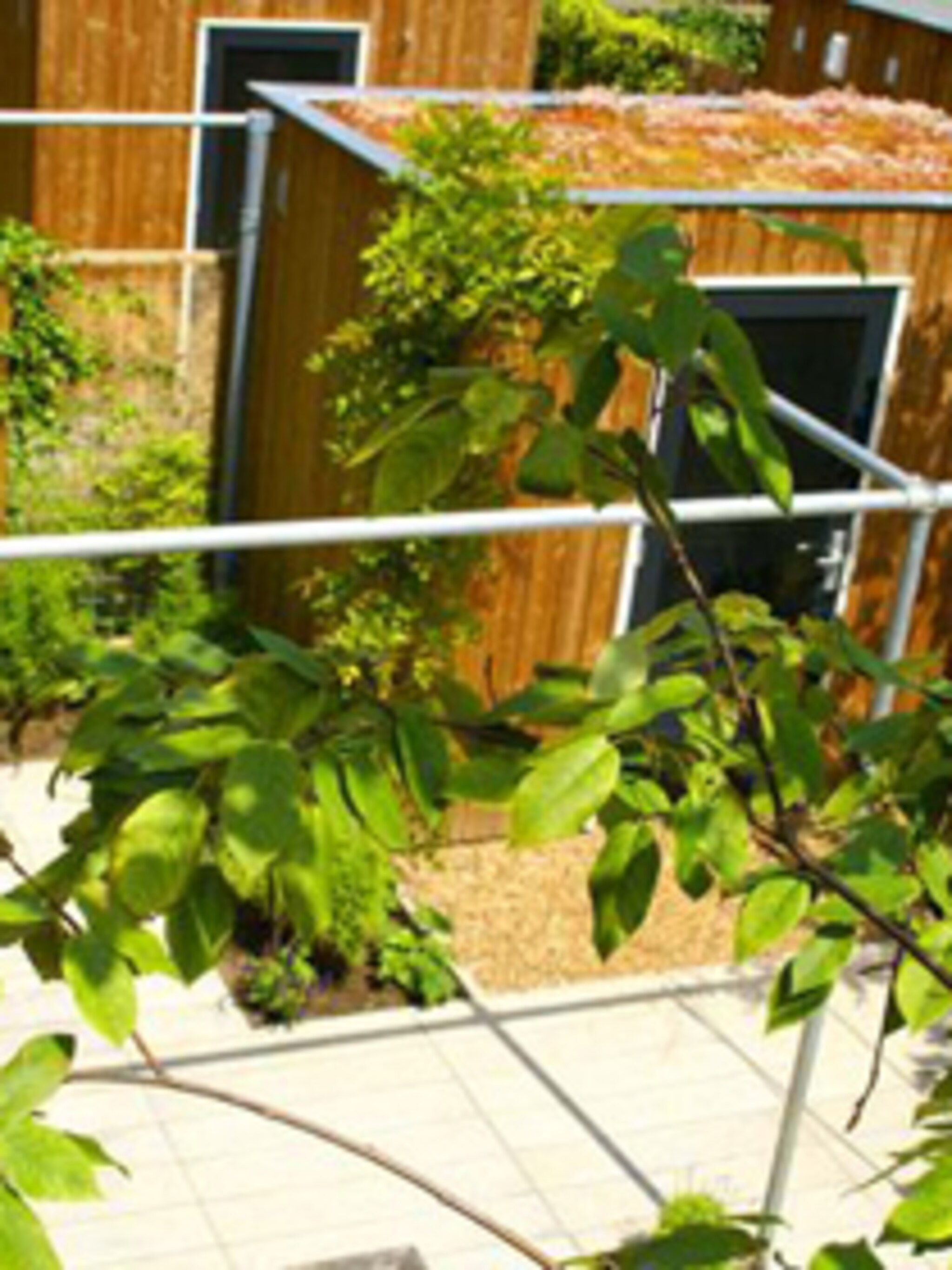 pergola van steigerbuizen