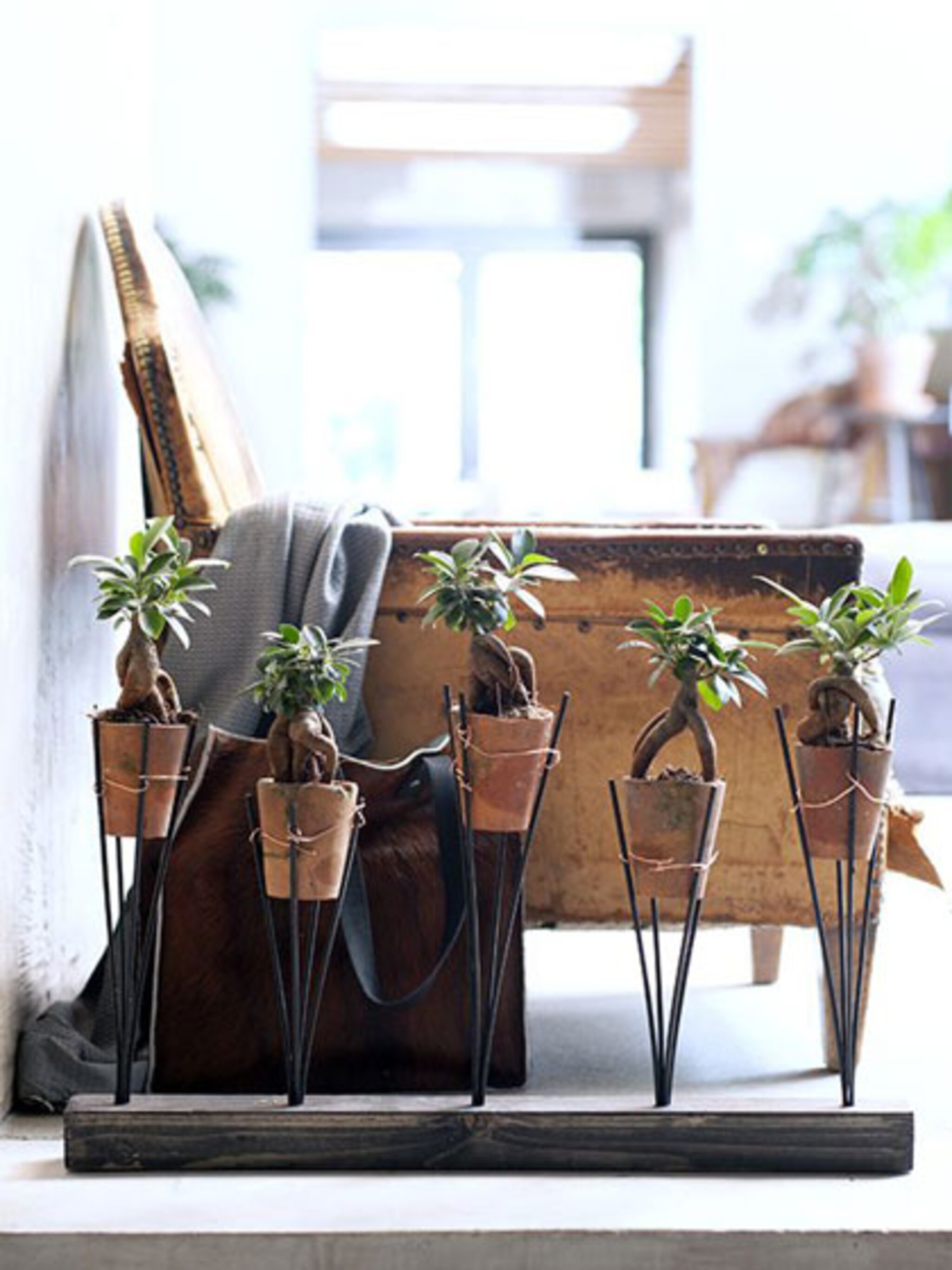 stoere plantenhouder voor je ficus ginseng