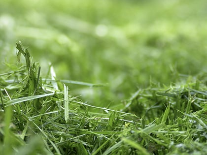 beeld vtwonen Gras, microfoto
