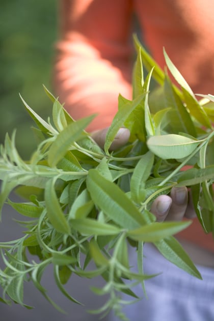 verveine citroenverbena stekken Stekken van citroenverbena of verveine