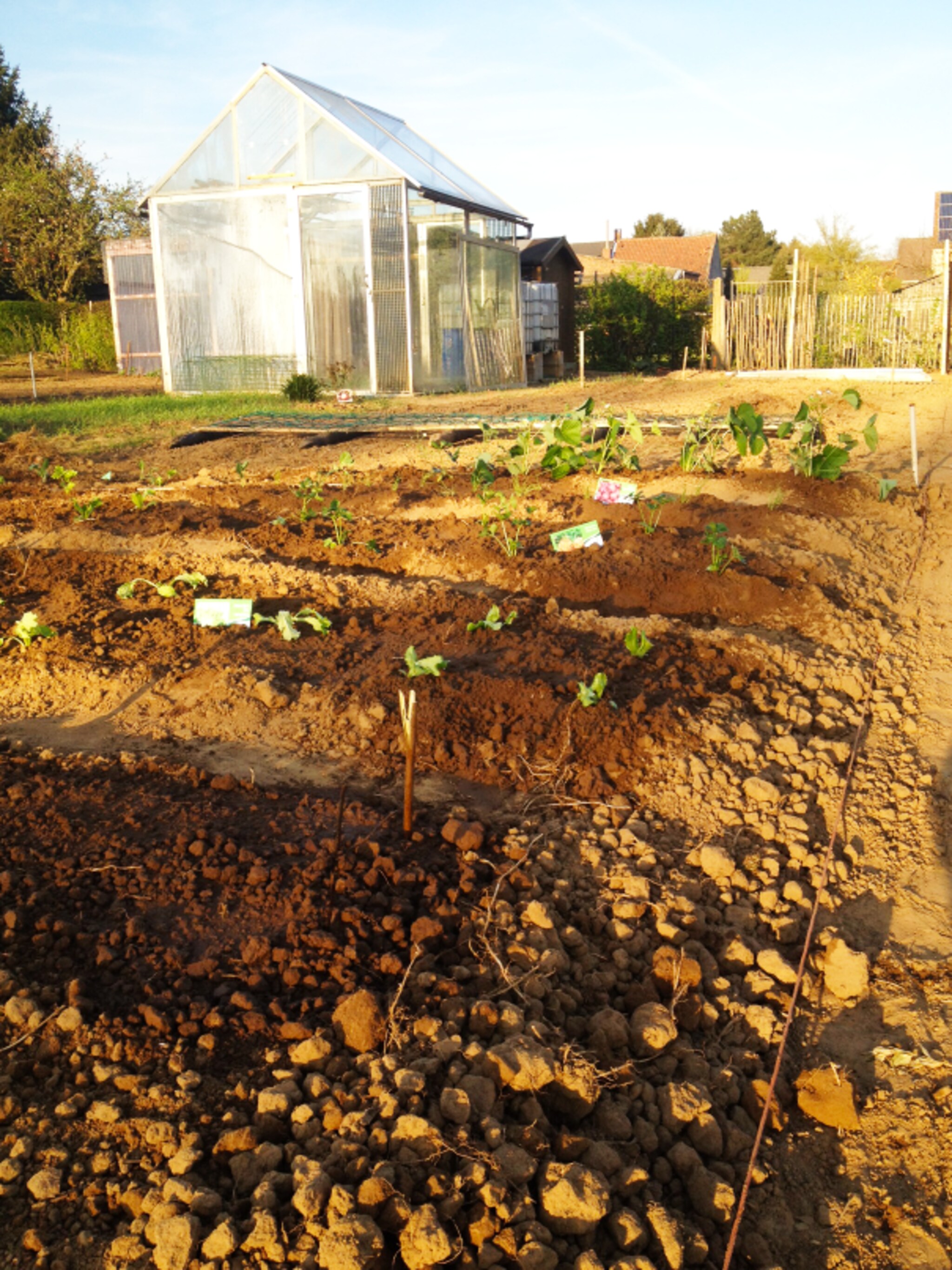 tuinblog groentenuitedegem
