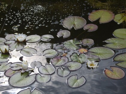 Folievijver aanleggen Vijver aanleg