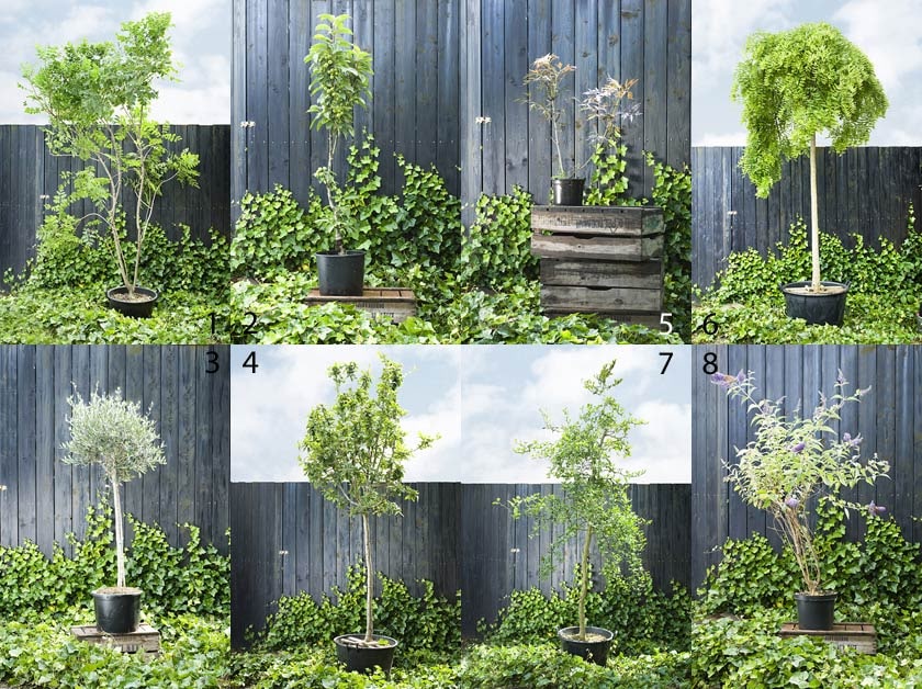 Bomen op stam voor een kleine tuin vtwonen met medewerking van Kwekerij de Limieten