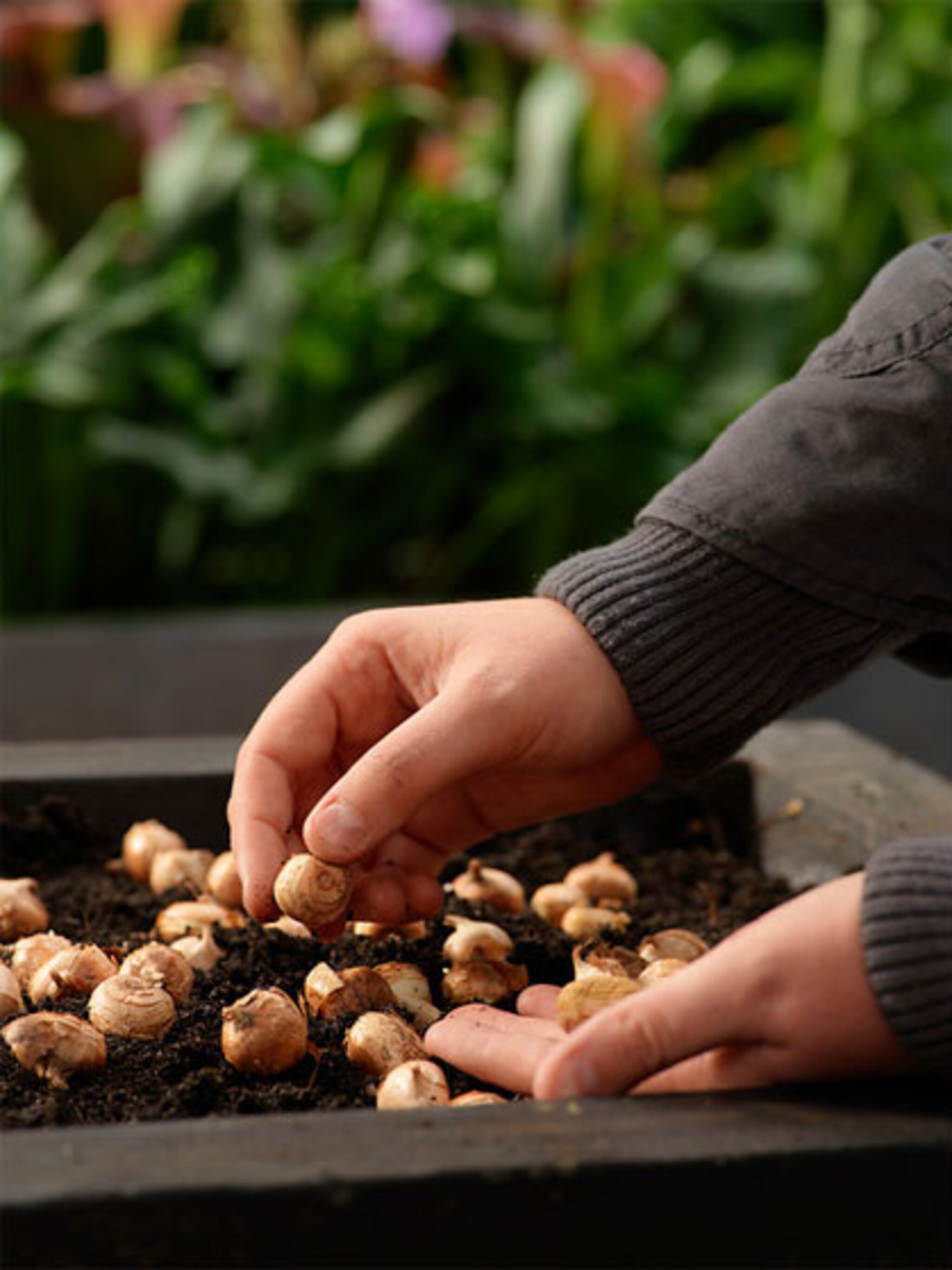 krokus planten