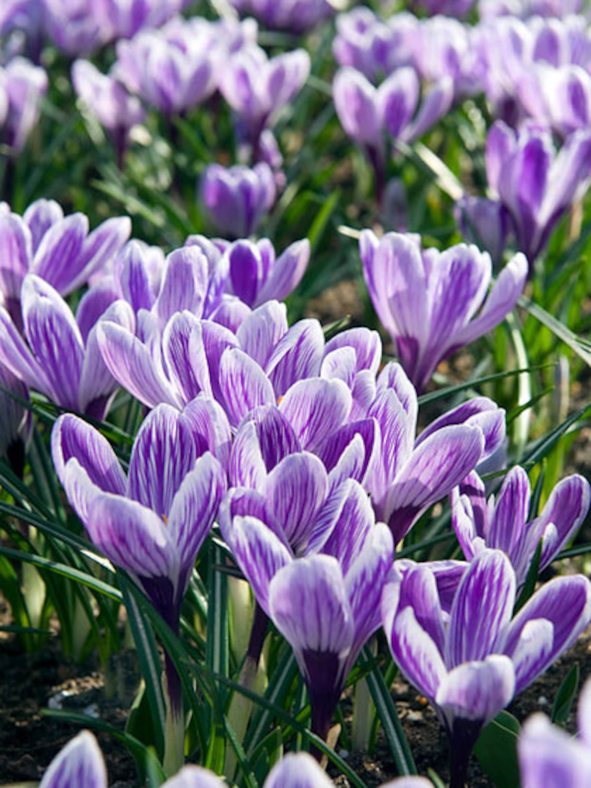 krokus bol van het jaar 2015