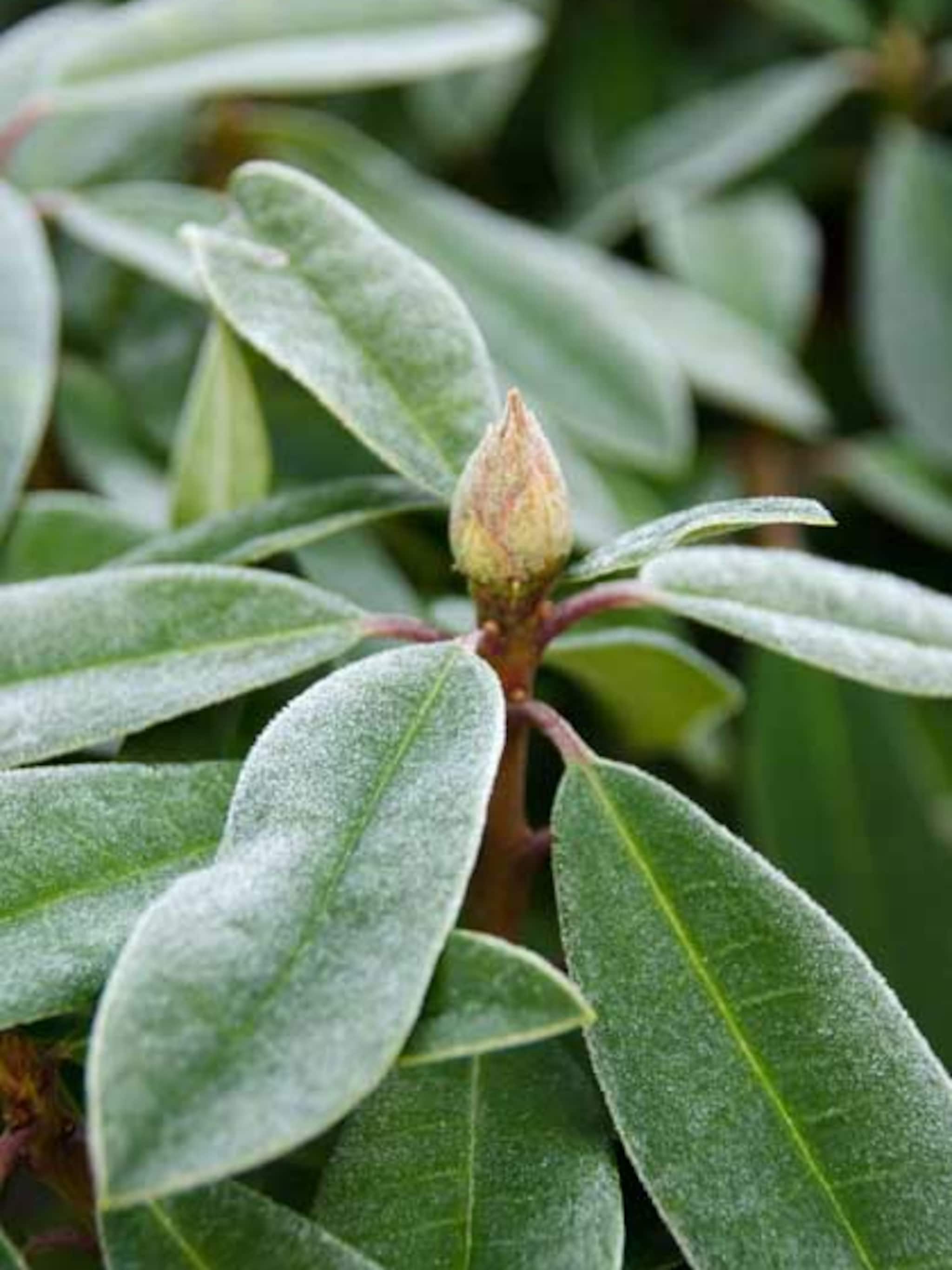 wintergroene planten