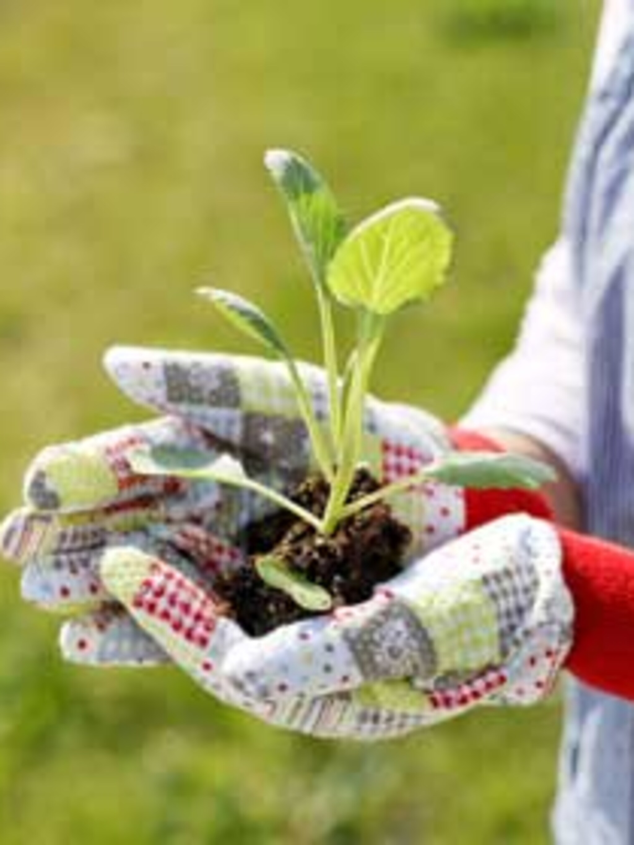 tuin handschoenen