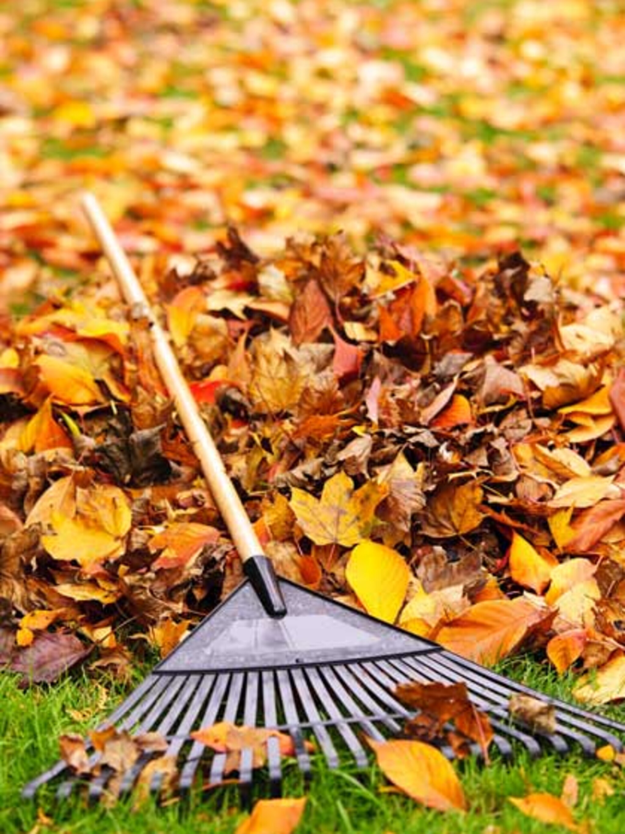 tuintips voor november