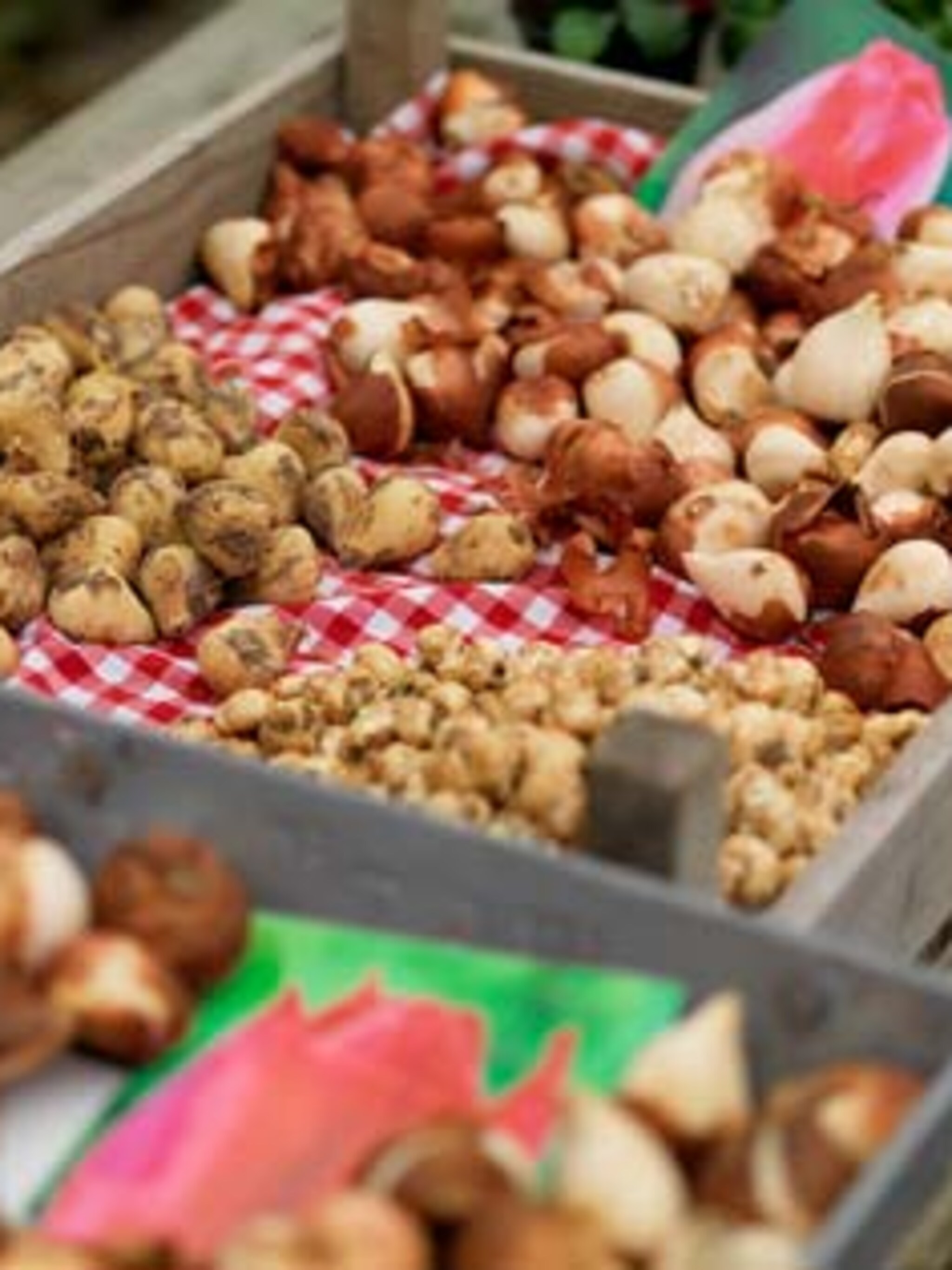 najaar in zicht bloembollen planten