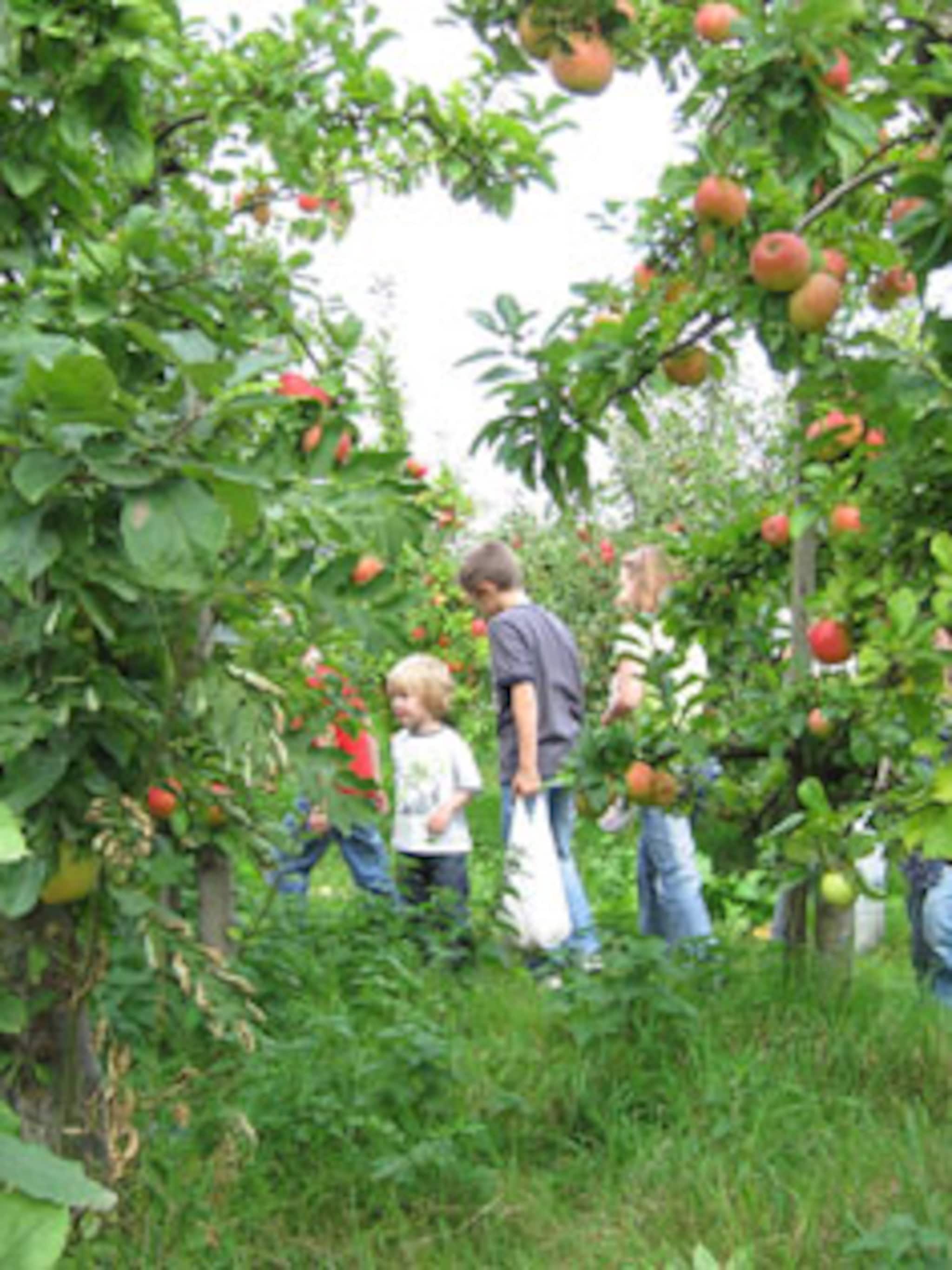 fruit plukken op de olmenhorst