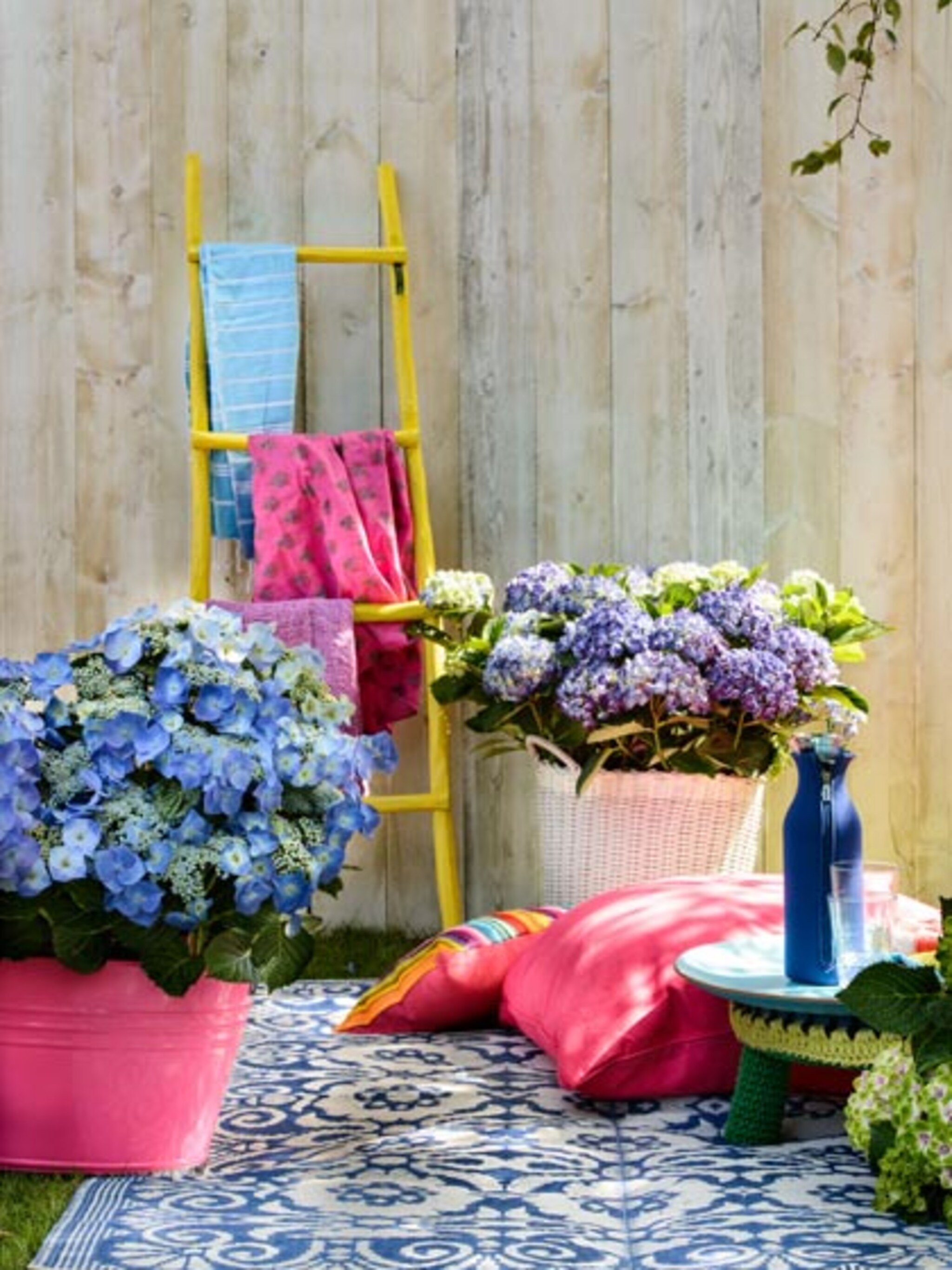 hortensia in het zonnetje