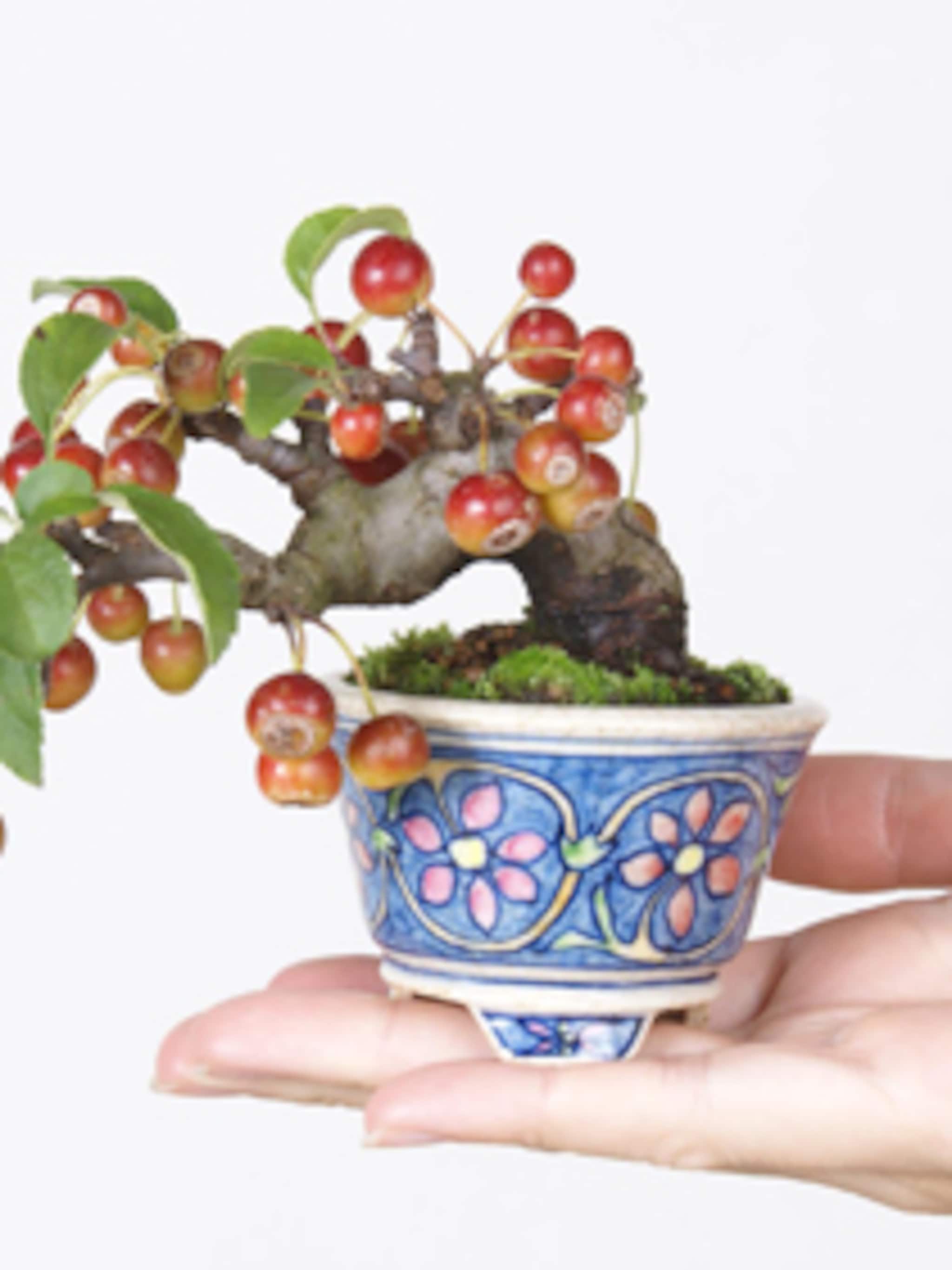bonsai inspiratie